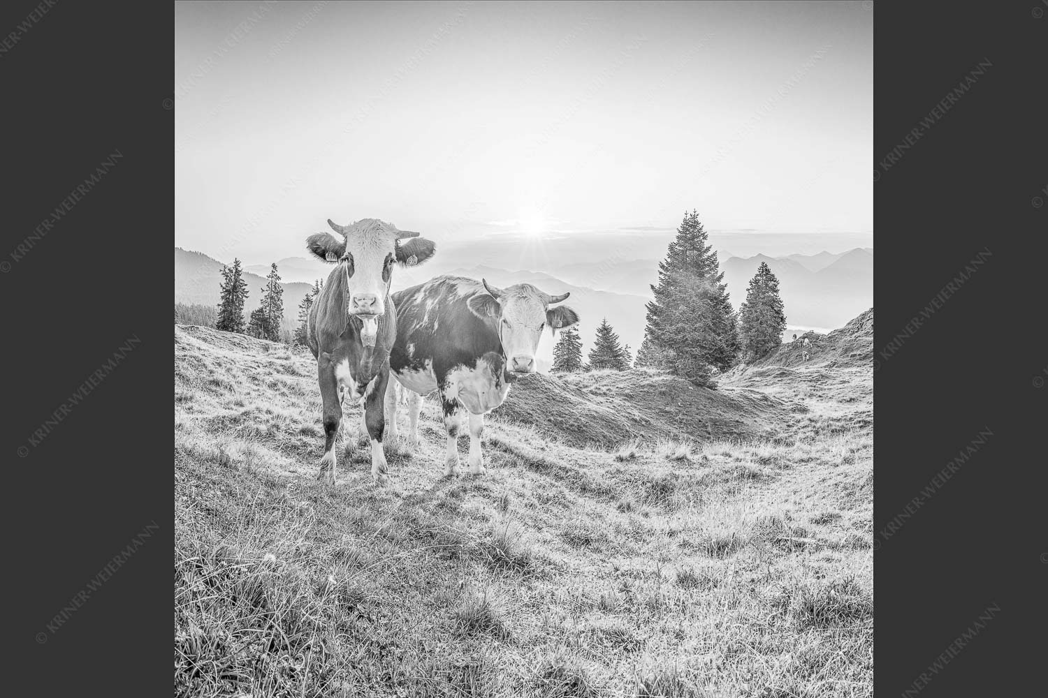 Zwei junge Rinder auf der Wallgauer Alm im Estergebirge bei Sonnenaufgang - Sonnenaufgang auf der Alm 1:1 sw -- Kälber auf der Wallgaueralm - mehr Infos bei www.Kriner-Weiermann.de