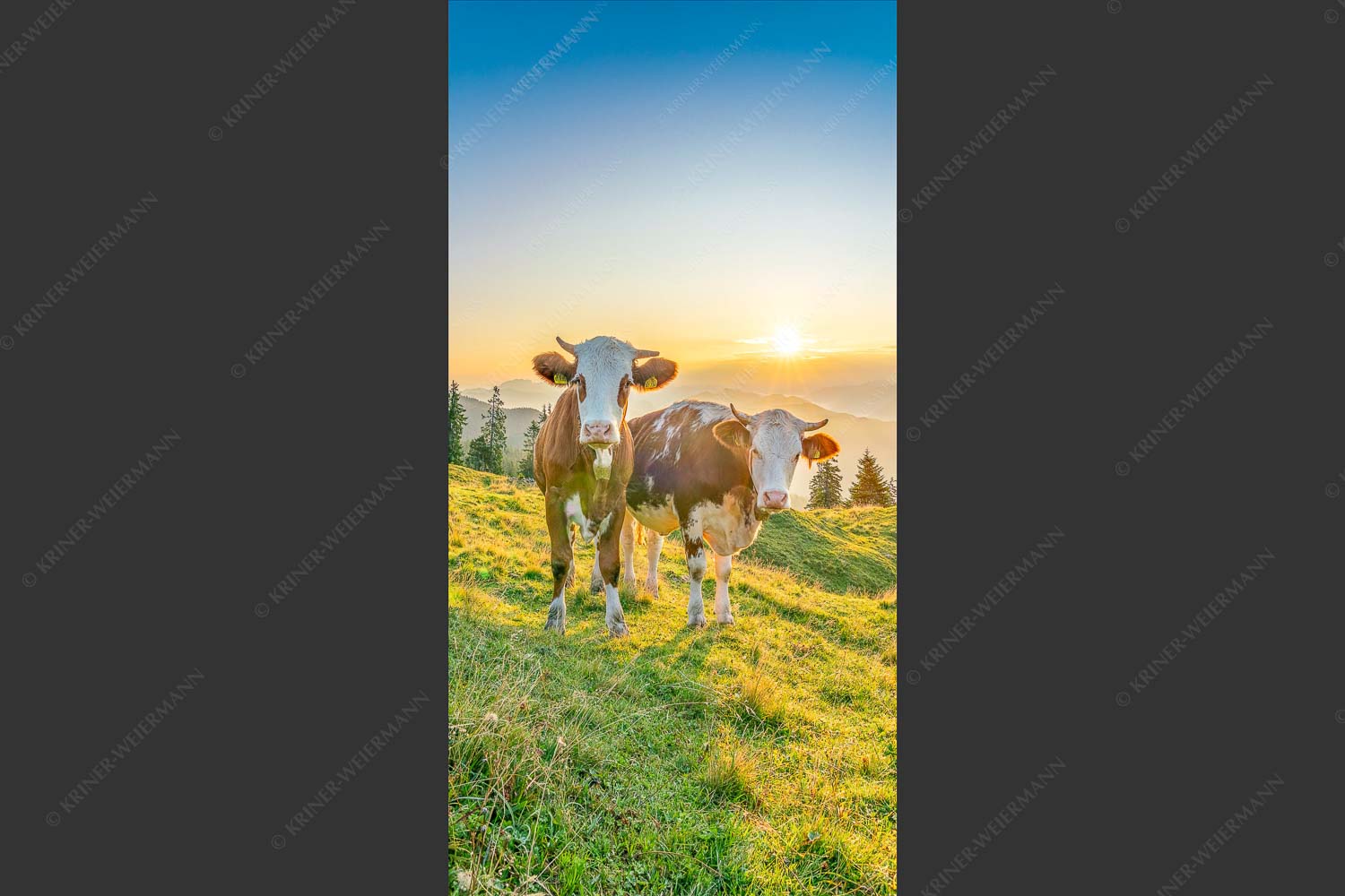 Zwei junge Rinder auf der Wallgauer Alm im Estergebirge bei Sonnenaufgang - Sonnenaufgang auf der Alm 1:2  -- Kälber auf der Wallgaueralm - mehr Infos bei www.Kriner-Weiermann.de