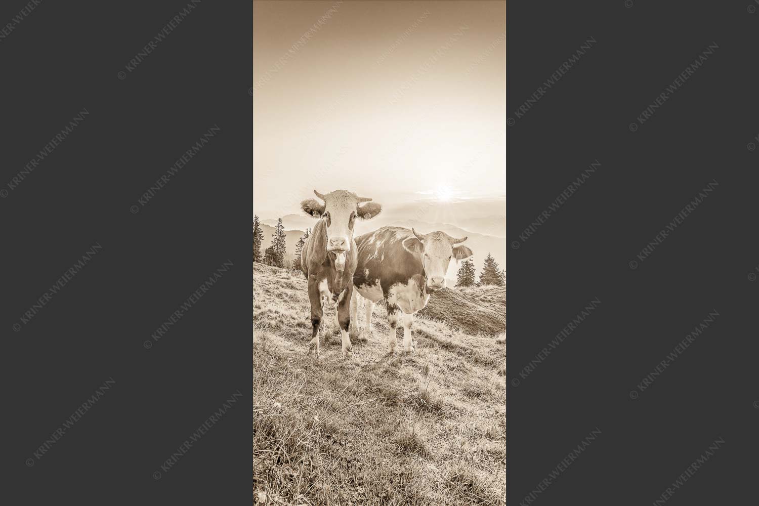 Zwei junge Rinder auf der Wallgauer Alm im Estergebirge bei Sonnenaufgang - Sonnenaufgang auf der Alm 1:2 sepia -- Kälber auf der Wallgaueralm - mehr Infos bei www.Kriner-Weiermann.de