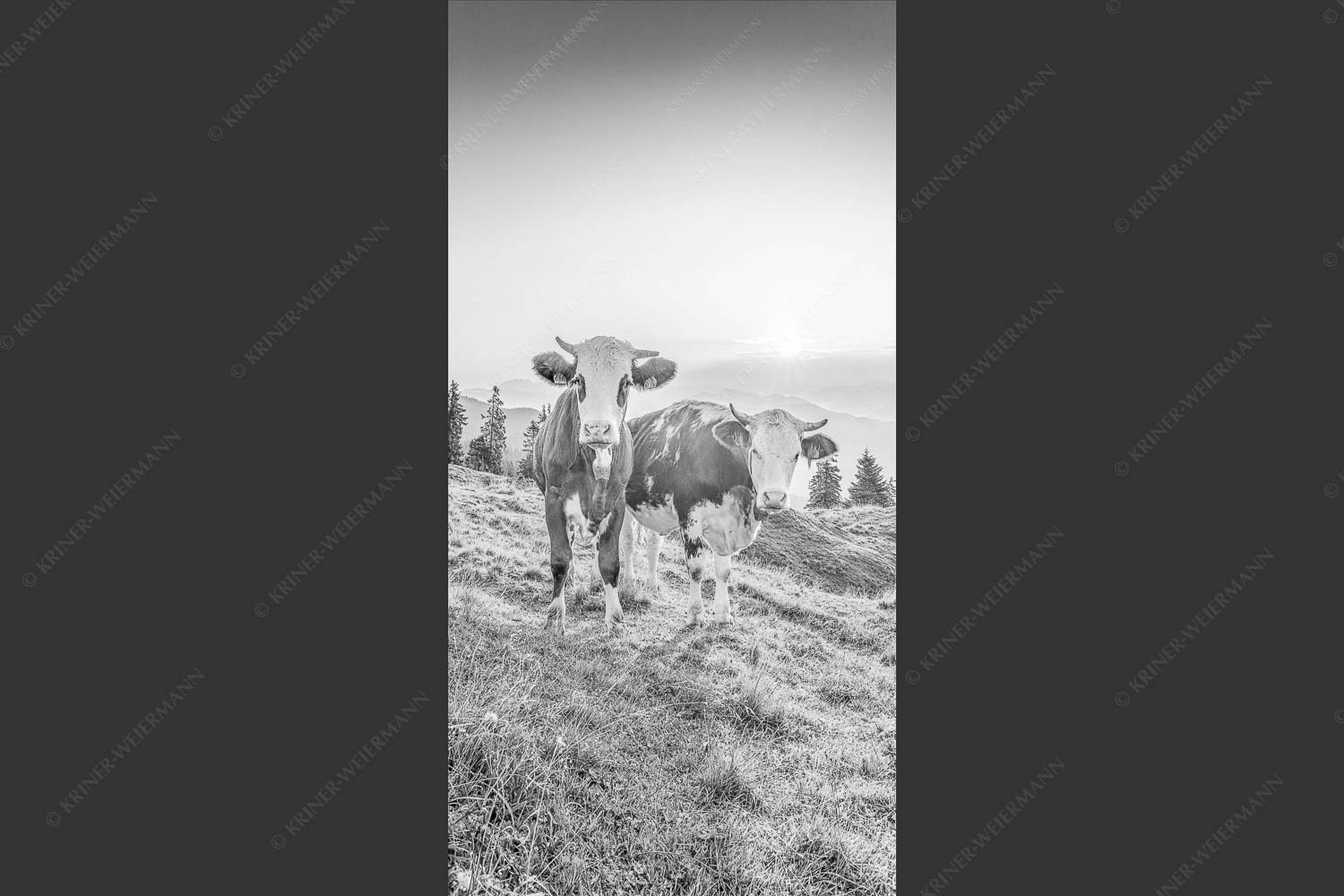 Zwei junge Rinder auf der Wallgauer Alm im Estergebirge bei Sonnenaufgang - Sonnenaufgang auf der Alm 1:2 sw -- Kälber auf der Wallgaueralm - mehr Infos bei www.Kriner-Weiermann.de