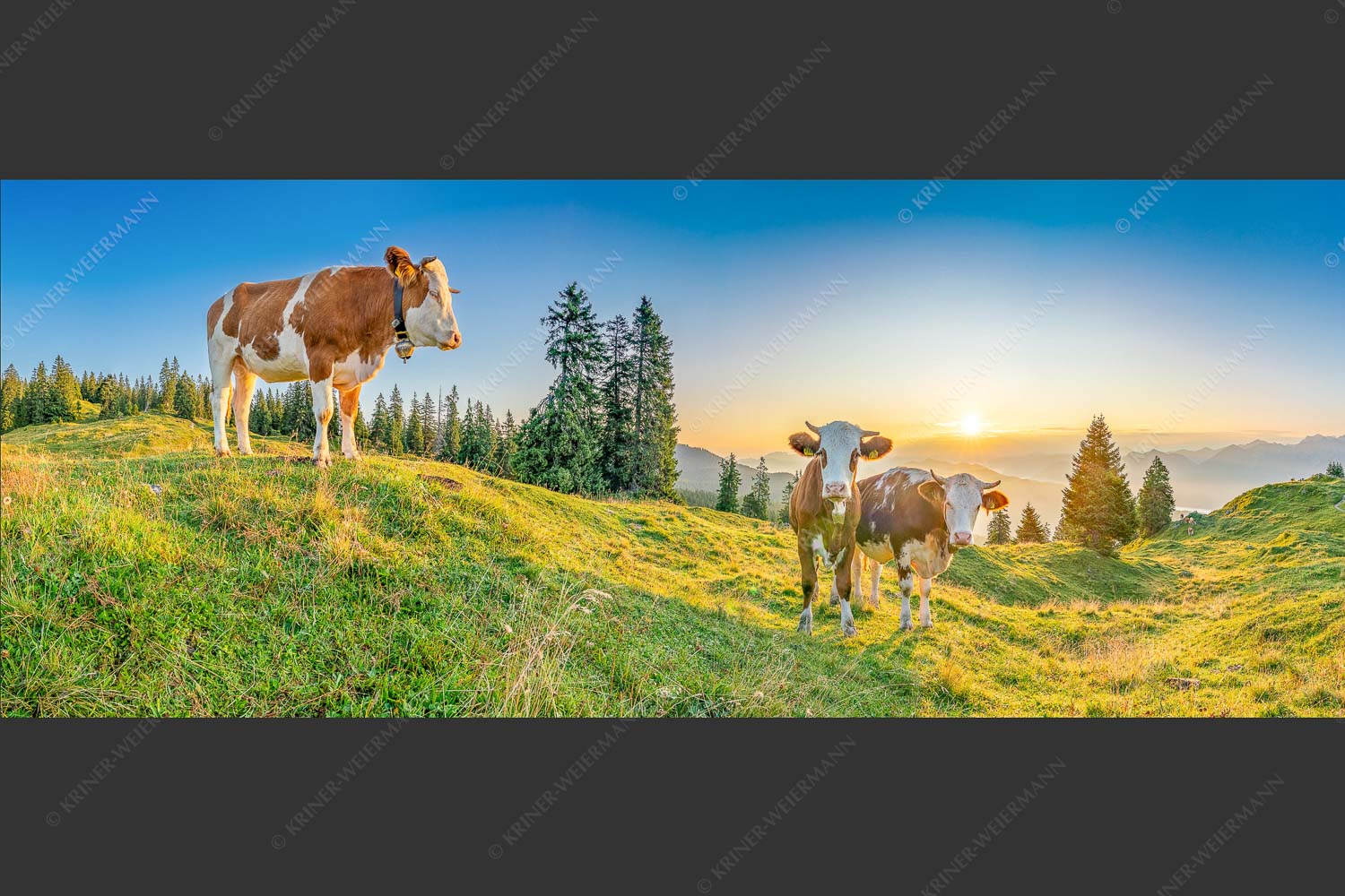 Zwei junge Rinder auf der Wallgauer Alm im Estergebirge bei Sonnenaufgang - Sonnenaufgang auf der Alm 2,5:1  -- Kälber auf der Wallgaueralm - mehr Infos bei www.Kriner-Weiermann.de