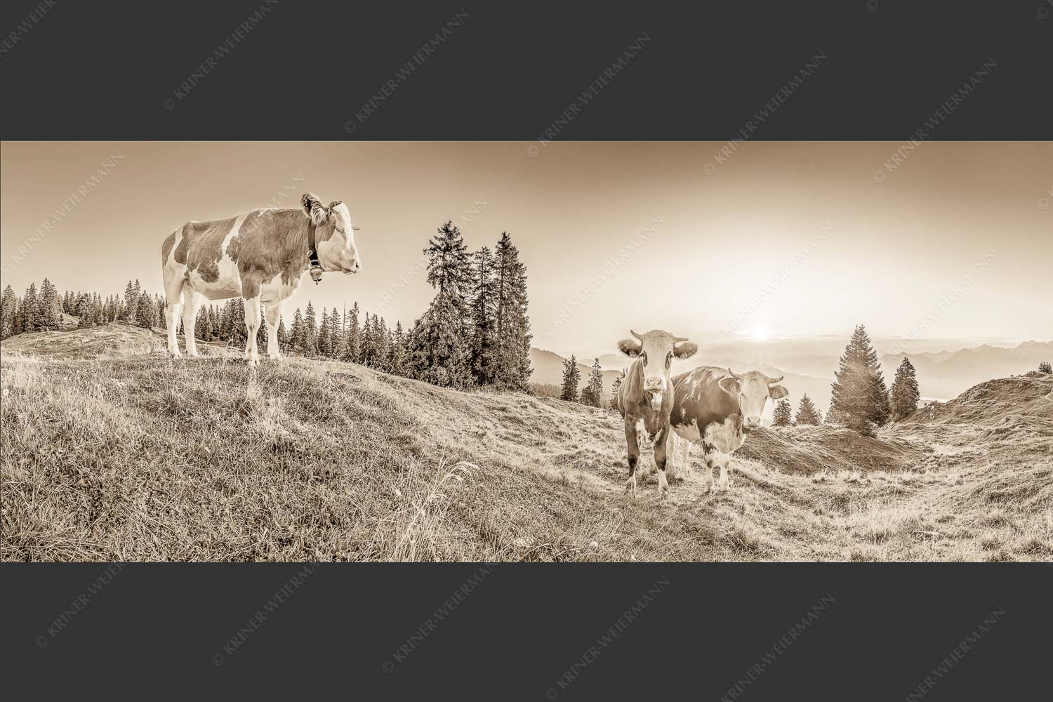 Zwei junge Rinder auf der Wallgauer Alm im Estergebirge bei Sonnenaufgang - Sonnenaufgang auf der Alm 2,5:1 sepia -- Kälber auf der Wallgaueralm - mehr Infos bei www.Kriner-Weiermann.de