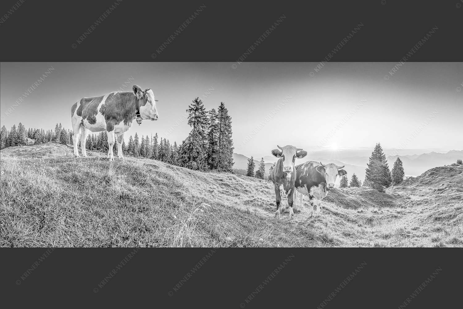 Zwei junge Rinder auf der Wallgauer Alm im Estergebirge bei Sonnenaufgang - Sonnenaufgang auf der Alm 2,5:1 sw -- Kälber auf der Wallgaueralm - mehr Infos bei www.Kriner-Weiermann.de