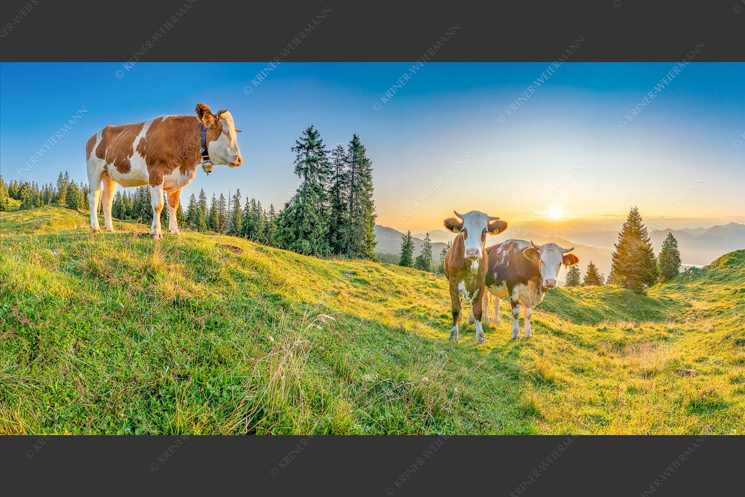 Zwei junge Rinder auf der Wallgauer Alm im Estergebirge bei Sonnenaufgang - Sonnenaufgang auf der Alm 2:1  -- Kälber auf der Wallgaueralm - mehr Infos bei www.Kriner-Weiermann.de