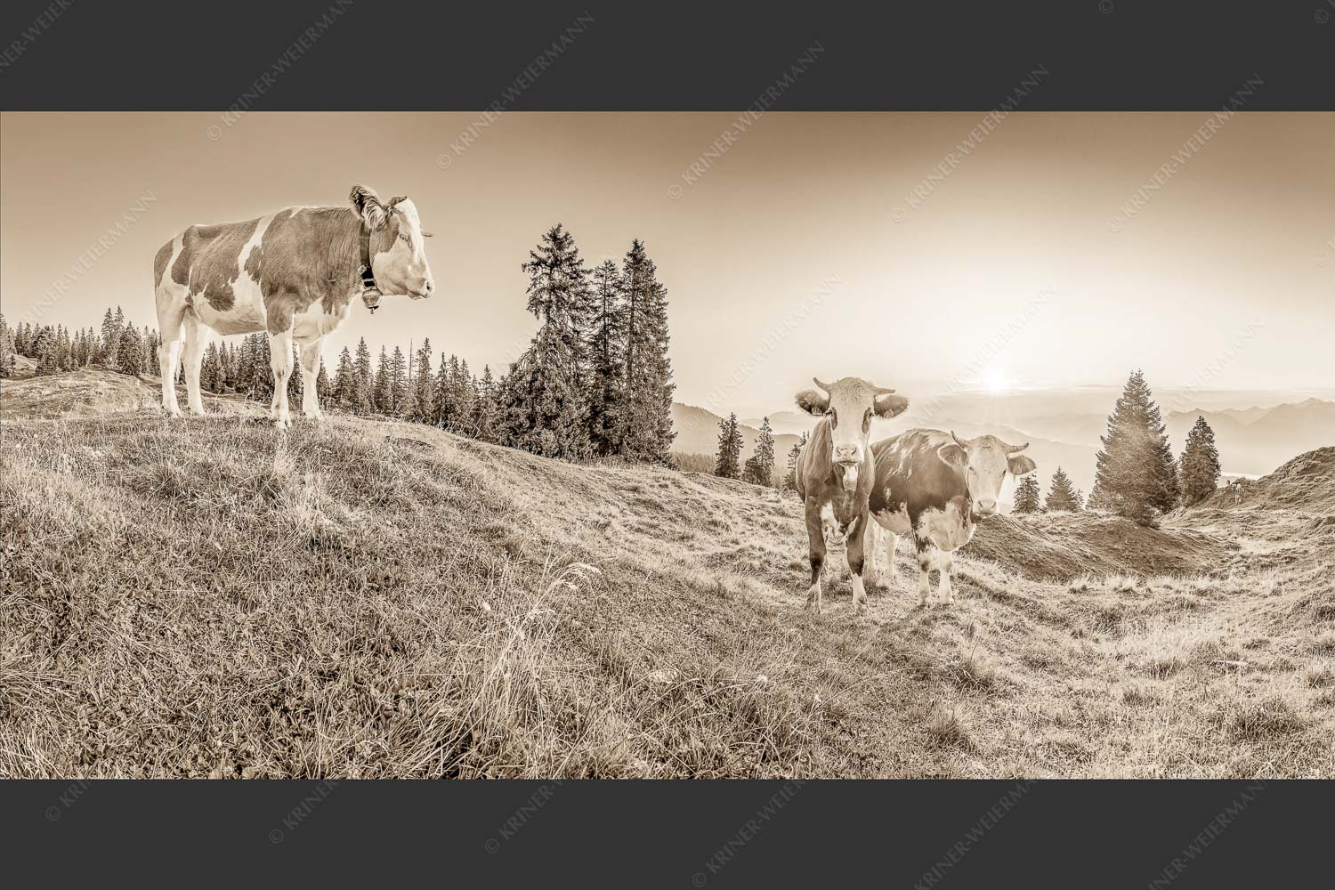 Zwei junge Rinder auf der Wallgauer Alm im Estergebirge bei Sonnenaufgang - Sonnenaufgang auf der Alm 2:1 sepia -- Kälber auf der Wallgaueralm - mehr Infos bei www.Kriner-Weiermann.de
