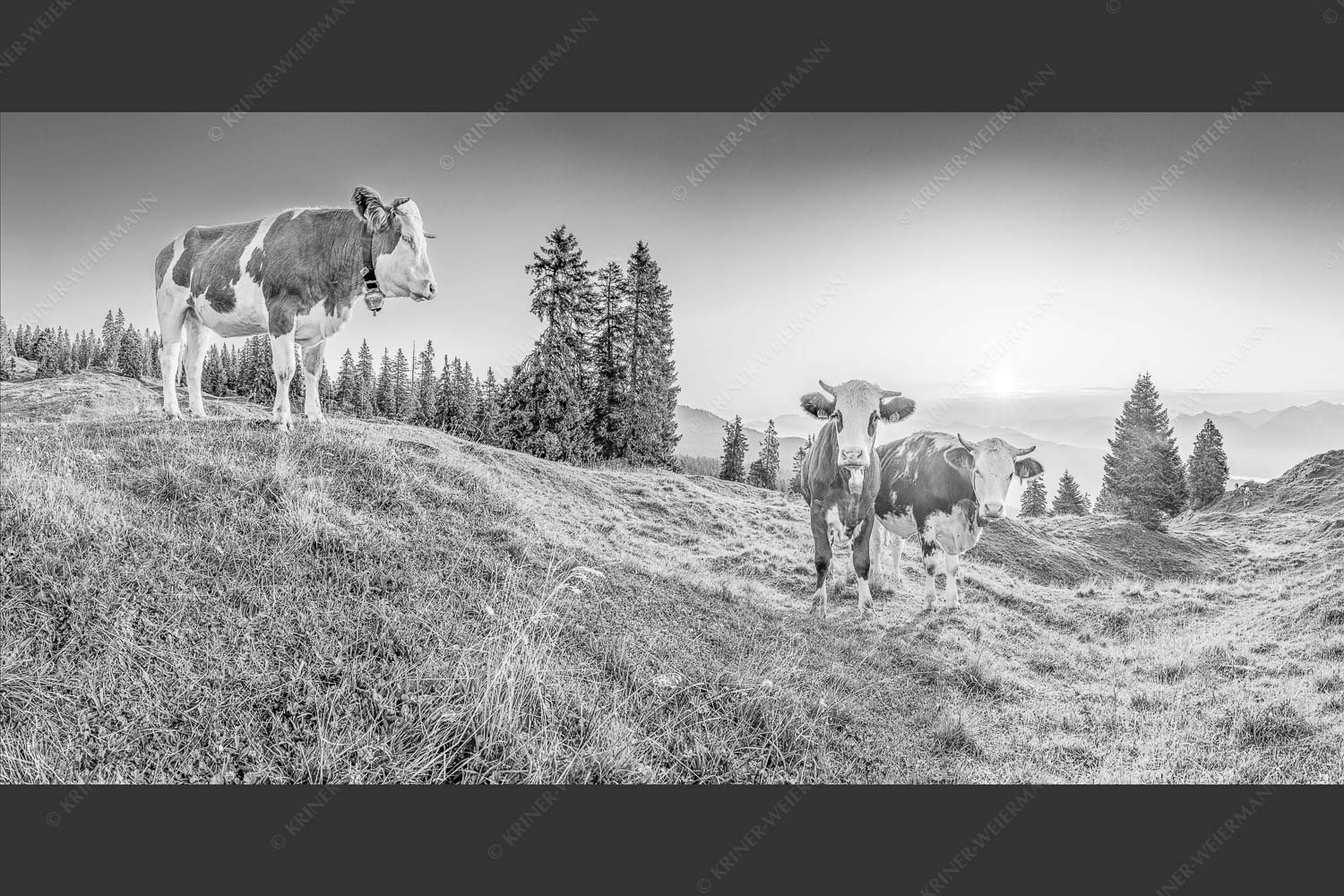 Zwei junge Rinder auf der Wallgauer Alm im Estergebirge bei Sonnenaufgang - Sonnenaufgang auf der Alm 2:1 sw -- Kälber auf der Wallgaueralm - mehr Infos bei www.Kriner-Weiermann.de