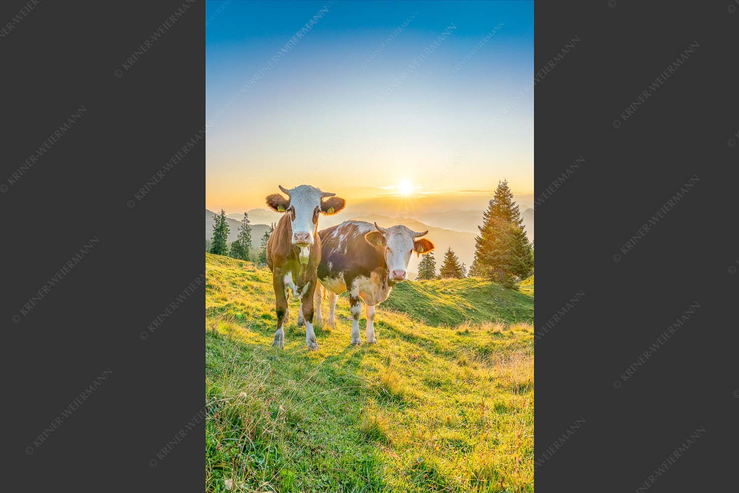 Zwei junge Rinder auf der Wallgauer Alm im Estergebirge bei Sonnenaufgang - Sonnenaufgang auf der Alm 2:3  -- Kälber auf der Wallgaueralm - mehr Infos bei www.Kriner-Weiermann.de