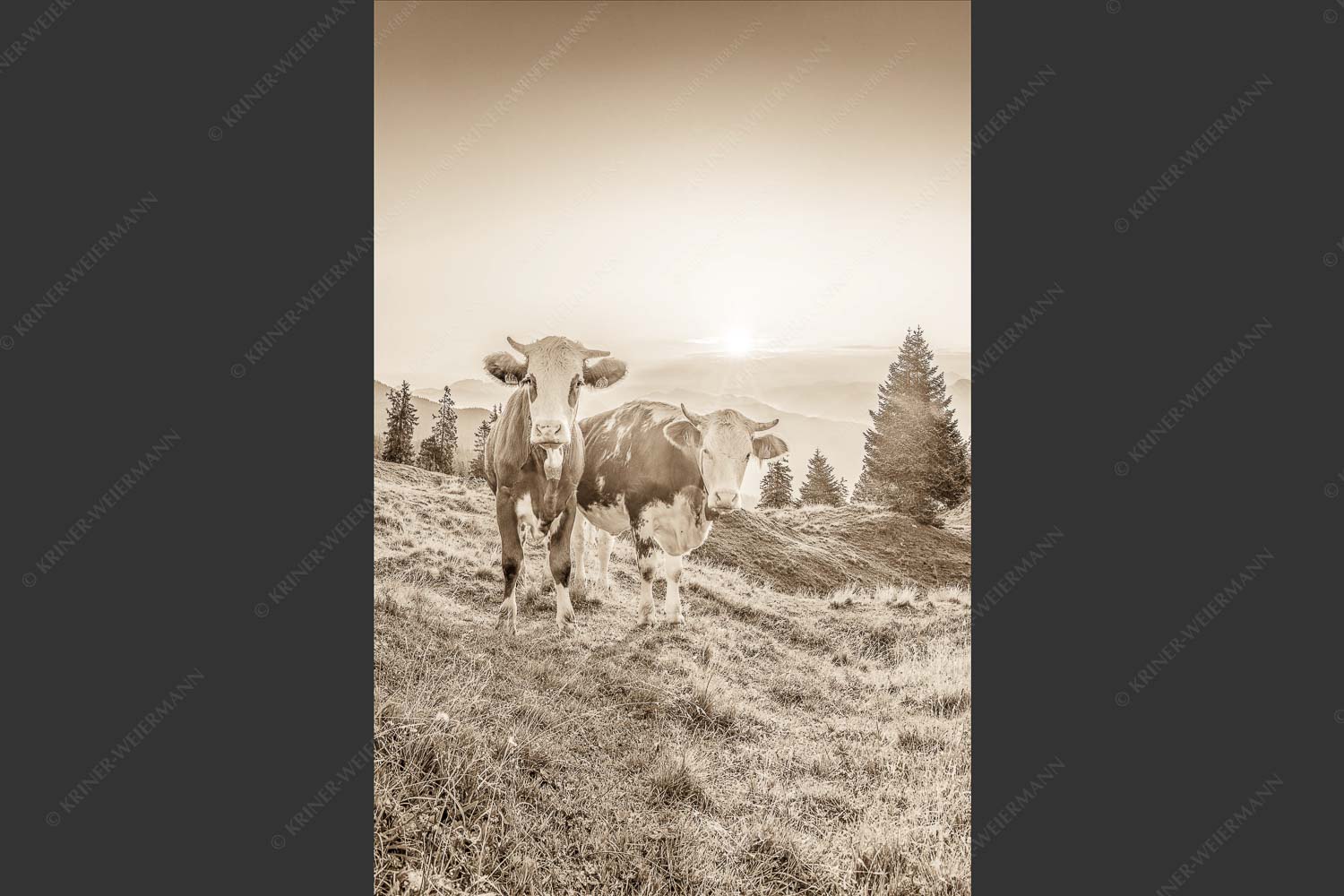 Zwei junge Rinder auf der Wallgauer Alm im Estergebirge bei Sonnenaufgang - Sonnenaufgang auf der Alm 2:3 sepia -- Kälber auf der Wallgaueralm - mehr Infos bei www.Kriner-Weiermann.de
