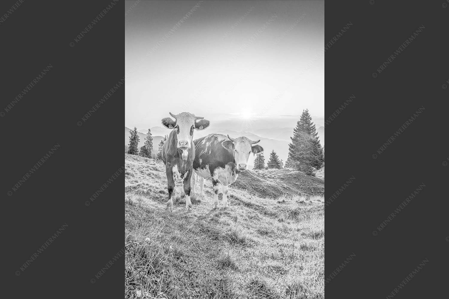 Zwei junge Rinder auf der Wallgauer Alm im Estergebirge bei Sonnenaufgang - Sonnenaufgang auf der Alm 2:3 sw -- Kälber auf der Wallgaueralm - mehr Infos bei www.Kriner-Weiermann.de