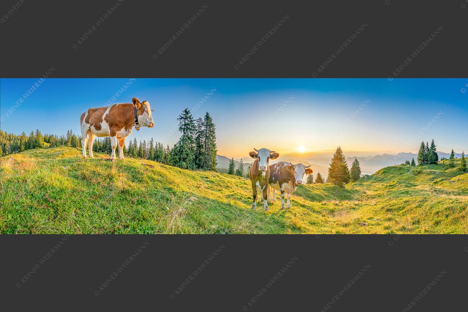 Zwei junge Rinder auf der Wallgauer Alm im Estergebirge bei Sonnenaufgang - Sonnenaufgang auf der Alm 3:1  -- Kälber auf der Wallgaueralm - mehr Infos bei www.Kriner-Weiermann.de