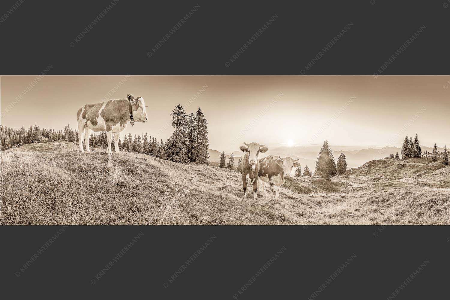 Zwei junge Rinder auf der Wallgauer Alm im Estergebirge bei Sonnenaufgang - Sonnenaufgang auf der Alm 3:1 sepia -- Kälber auf der Wallgaueralm - mehr Infos bei www.Kriner-Weiermann.de