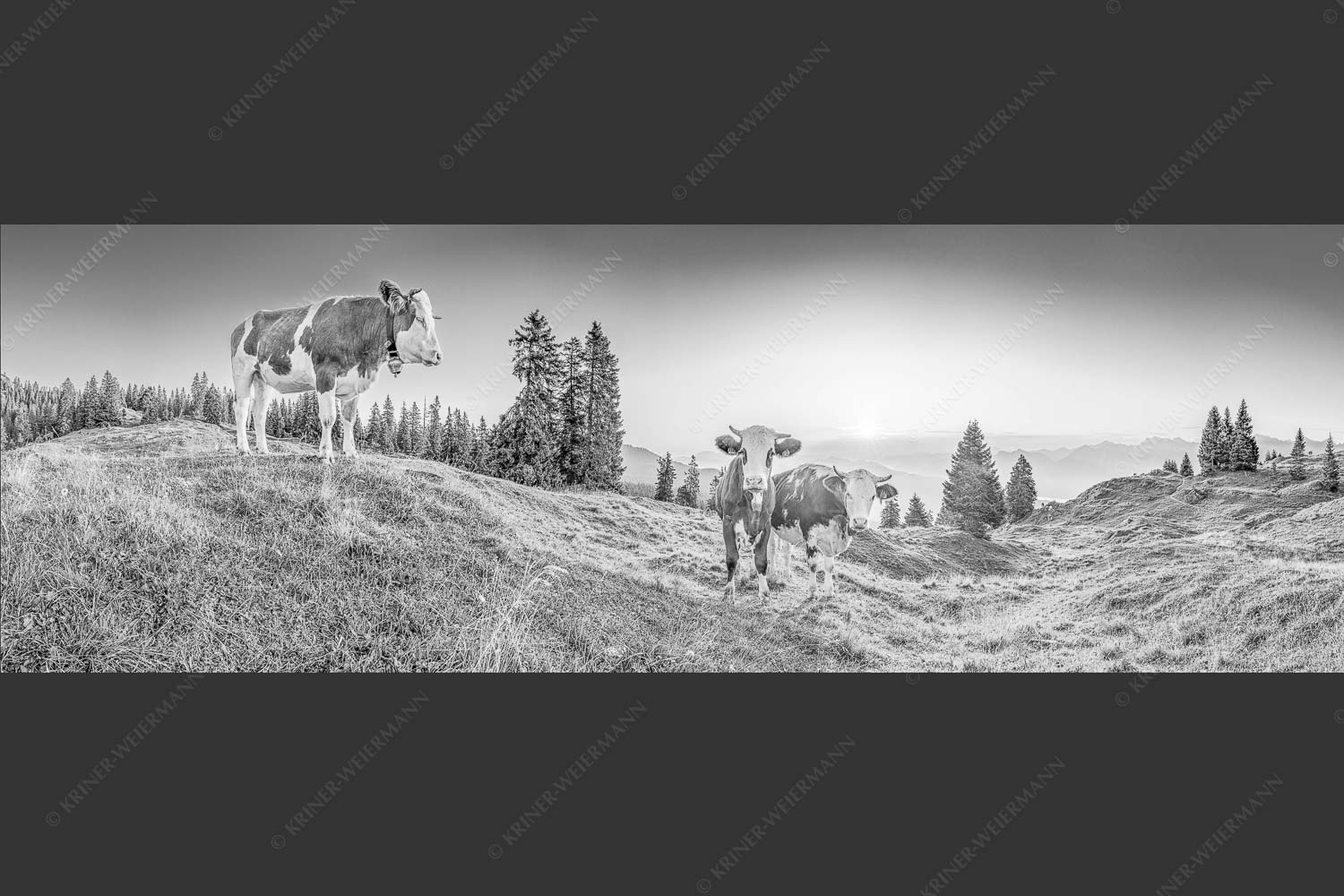 Zwei junge Rinder auf der Wallgauer Alm im Estergebirge bei Sonnenaufgang - Sonnenaufgang auf der Alm 3:1 sw -- Kälber auf der Wallgaueralm - mehr Infos bei www.Kriner-Weiermann.de
