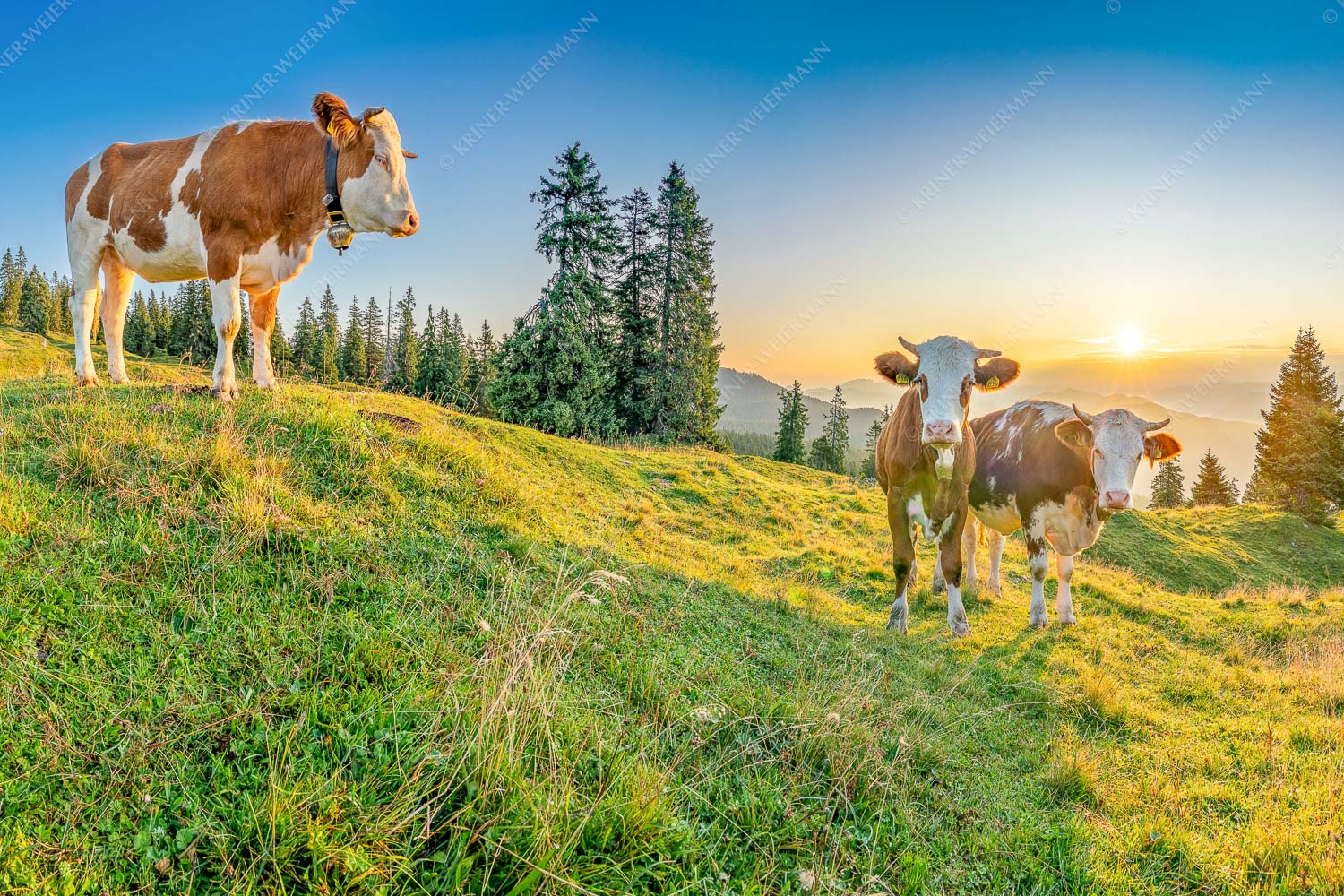 Zwei junge Rinder auf der Wallgauer Alm im Estergebirge bei Sonnenaufgang - Sonnenaufgang auf der Alm 3:2  -- Kälber auf der Wallgaueralm - mehr Infos bei www.Kriner-Weiermann.de