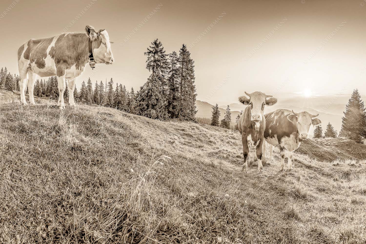 Zwei junge Rinder auf der Wallgauer Alm im Estergebirge bei Sonnenaufgang - Sonnenaufgang auf der Alm 3:2 sepia -- Kälber auf der Wallgaueralm - mehr Infos bei www.Kriner-Weiermann.de