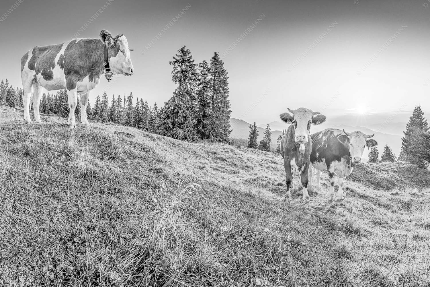 Zwei junge Rinder auf der Wallgauer Alm im Estergebirge bei Sonnenaufgang - Sonnenaufgang auf der Alm 3:2 sw -- Kälber auf der Wallgaueralm - mehr Infos bei www.Kriner-Weiermann.de