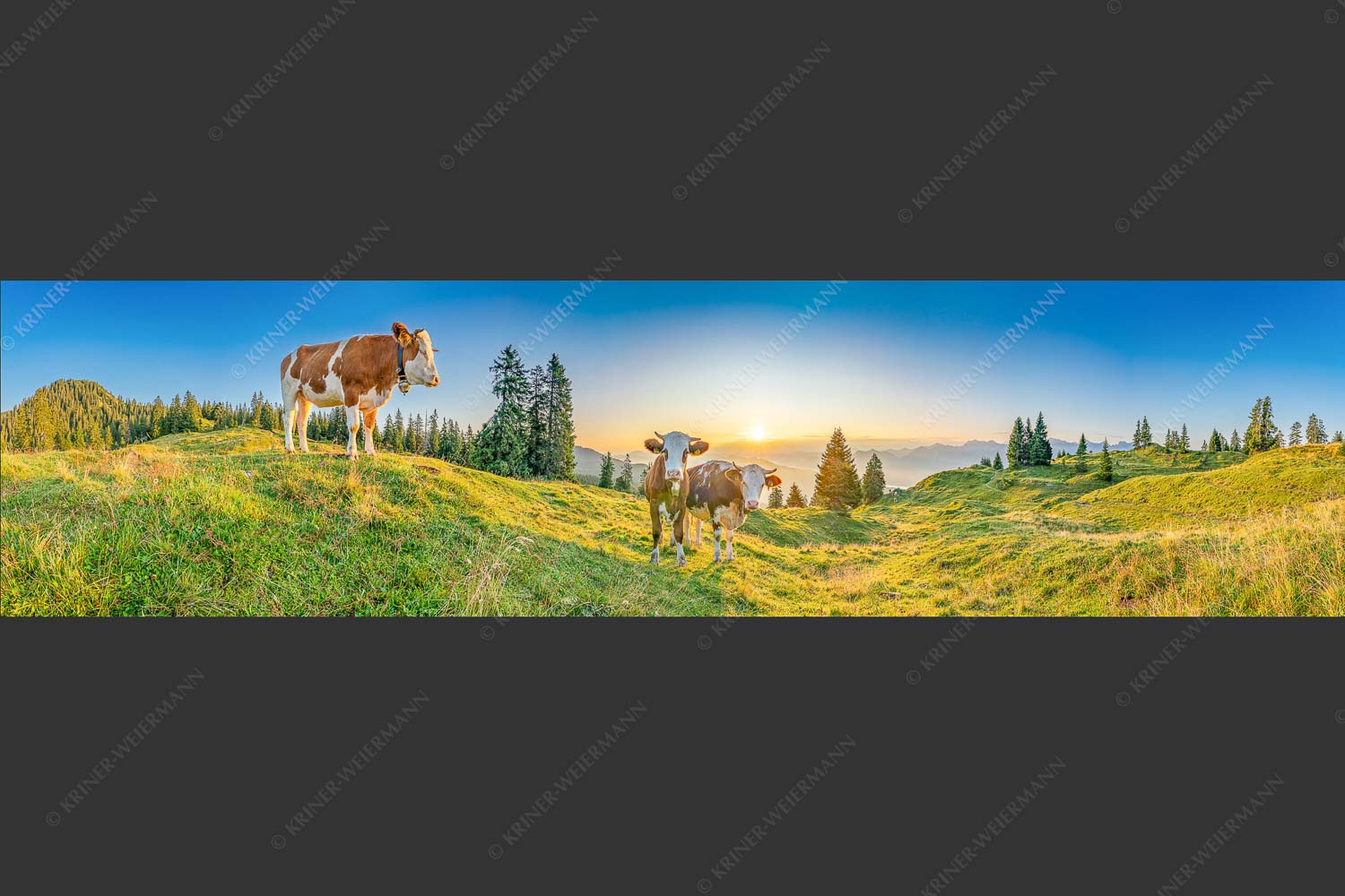 Zwei junge Rinder auf der Wallgauer Alm im Estergebirge bei Sonnenaufgang - Sonnenaufgang auf der Alm 4:1  -- Kälber auf der Wallgaueralm - mehr Infos bei www.Kriner-Weiermann.de