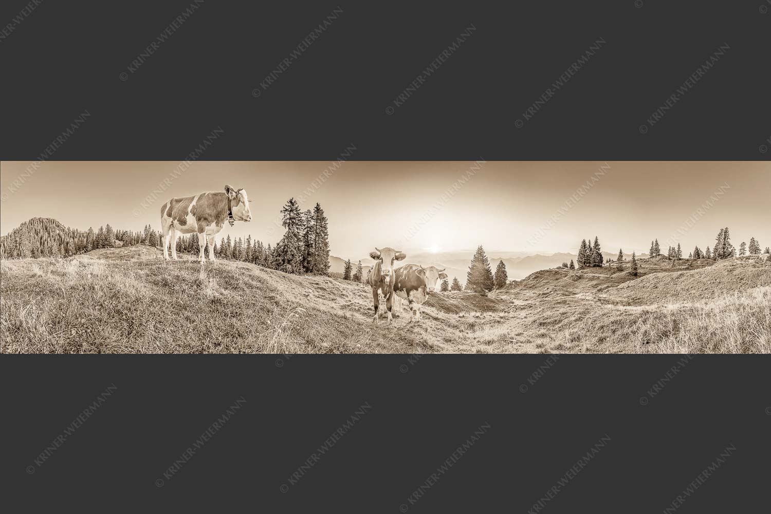 Zwei junge Rinder auf der Wallgauer Alm im Estergebirge bei Sonnenaufgang - Sonnenaufgang auf der Alm 4:1 sepia -- Kälber auf der Wallgaueralm - mehr Infos bei www.Kriner-Weiermann.de