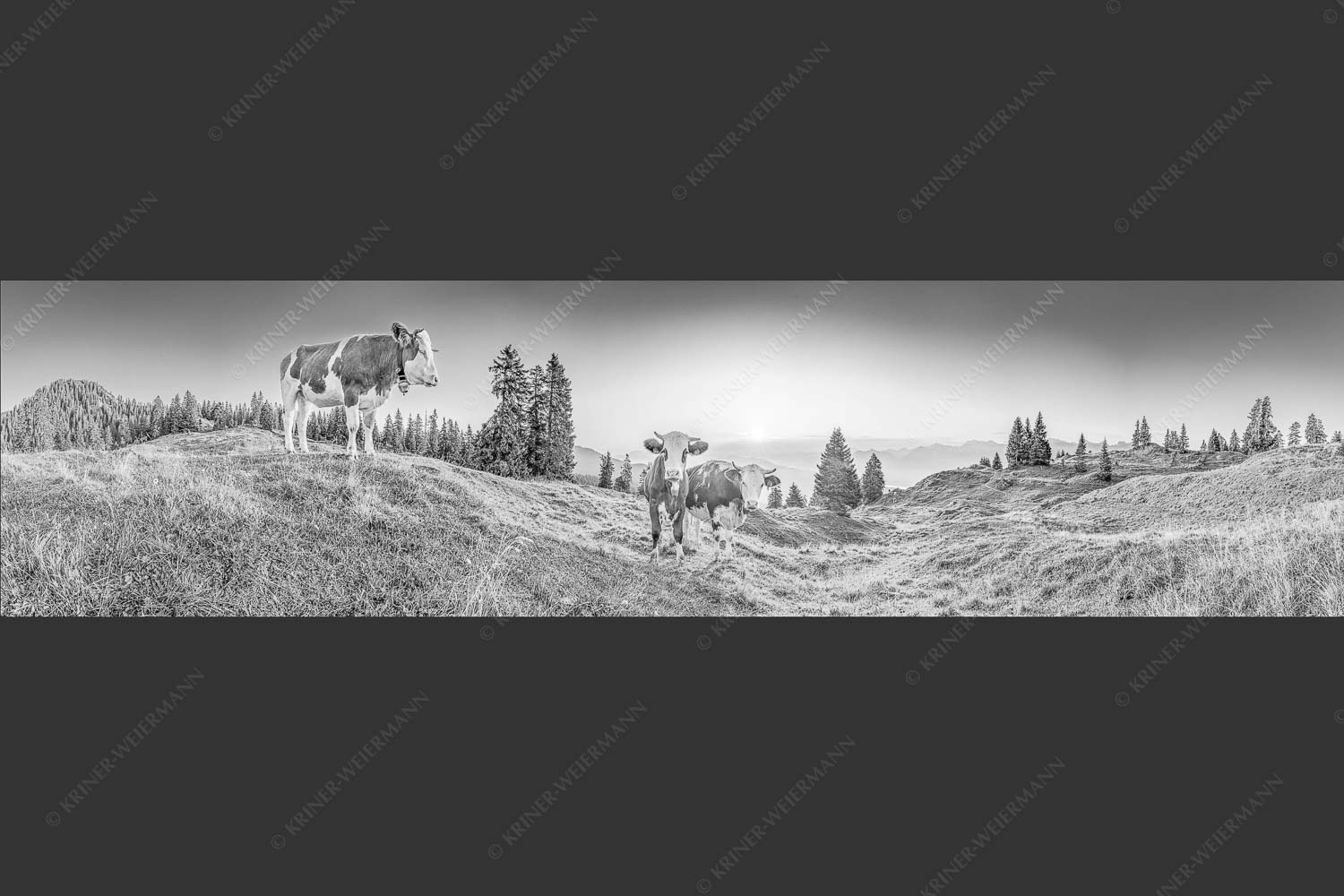 Zwei junge Rinder auf der Wallgauer Alm im Estergebirge bei Sonnenaufgang - Sonnenaufgang auf der Alm 4:1 sw -- Kälber auf der Wallgaueralm - mehr Infos bei www.Kriner-Weiermann.de