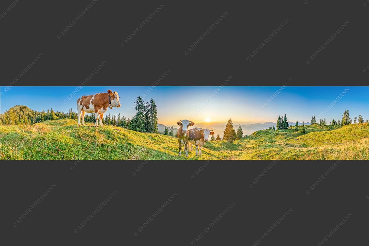 Zwei junge Rinder auf der Wallgauer Alm im Estergebirge bei Sonnenaufgang - Sonnenaufgang auf der Alm 5:1  -- Kälber auf der Wallgaueralm - mehr Infos bei www.Kriner-Weiermann.de
