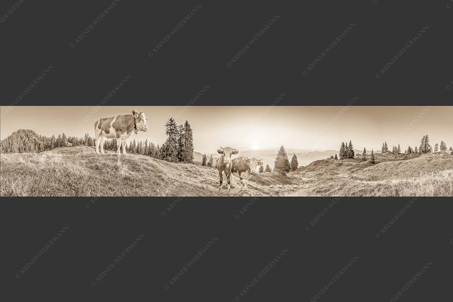 Zwei junge Rinder auf der Wallgauer Alm im Estergebirge bei Sonnenaufgang - Sonnenaufgang auf der Alm 5:1 sepia -- Kälber auf der Wallgaueralm - mehr Infos bei www.Kriner-Weiermann.de