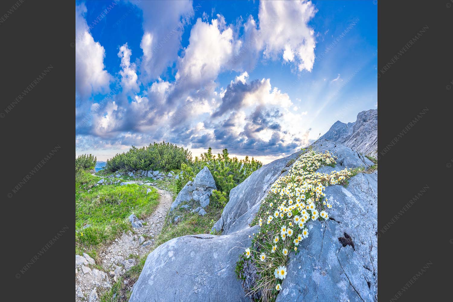 Silberwurzblüten am Wegesrand vom Schachen zur Meilerhütte im Wettersteingebirge - Steinige Blüten 1:1  -- Silberwurz am Schachen - mehr Infos bei www.Kriner-Weiermann.de