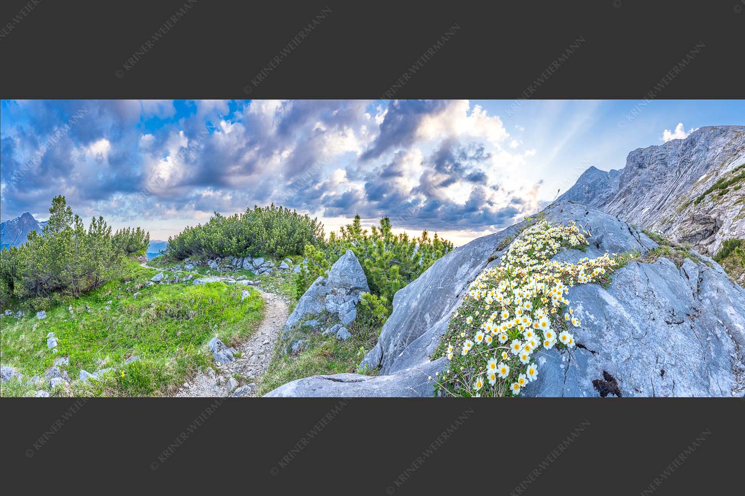 Silberwurzblüten am Wegesrand vom Schachen zur Meilerhütte im Wettersteingebirge - Steinige Blüten 2,5:1  -- Silberwurz am Schachen - mehr Infos bei www.Kriner-Weiermann.de