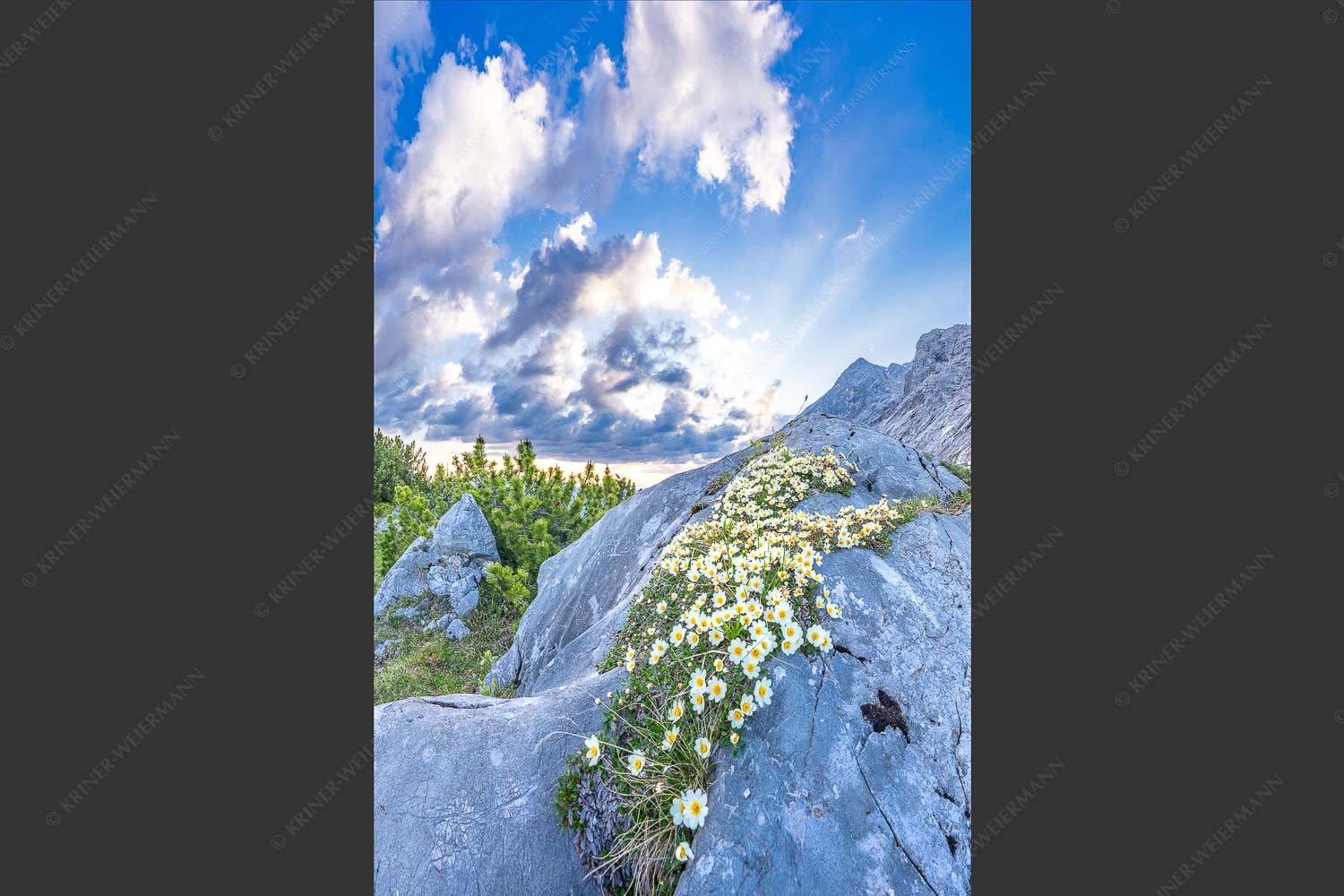 Silberwurzblüten am Wegesrand vom Schachen zur Meilerhütte im Wettersteingebirge - Steinige Blüten 2:3  -- Silberwurz am Schachen - mehr Infos bei www.Kriner-Weiermann.de