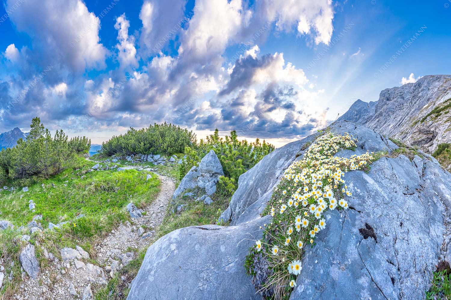 Silberwurzblüten am Wegesrand vom Schachen zur Meilerhütte im Wettersteingebirge - Steinige Blüten 3:2  -- Silberwurz am Schachen - mehr Infos bei www.Kriner-Weiermann.de
