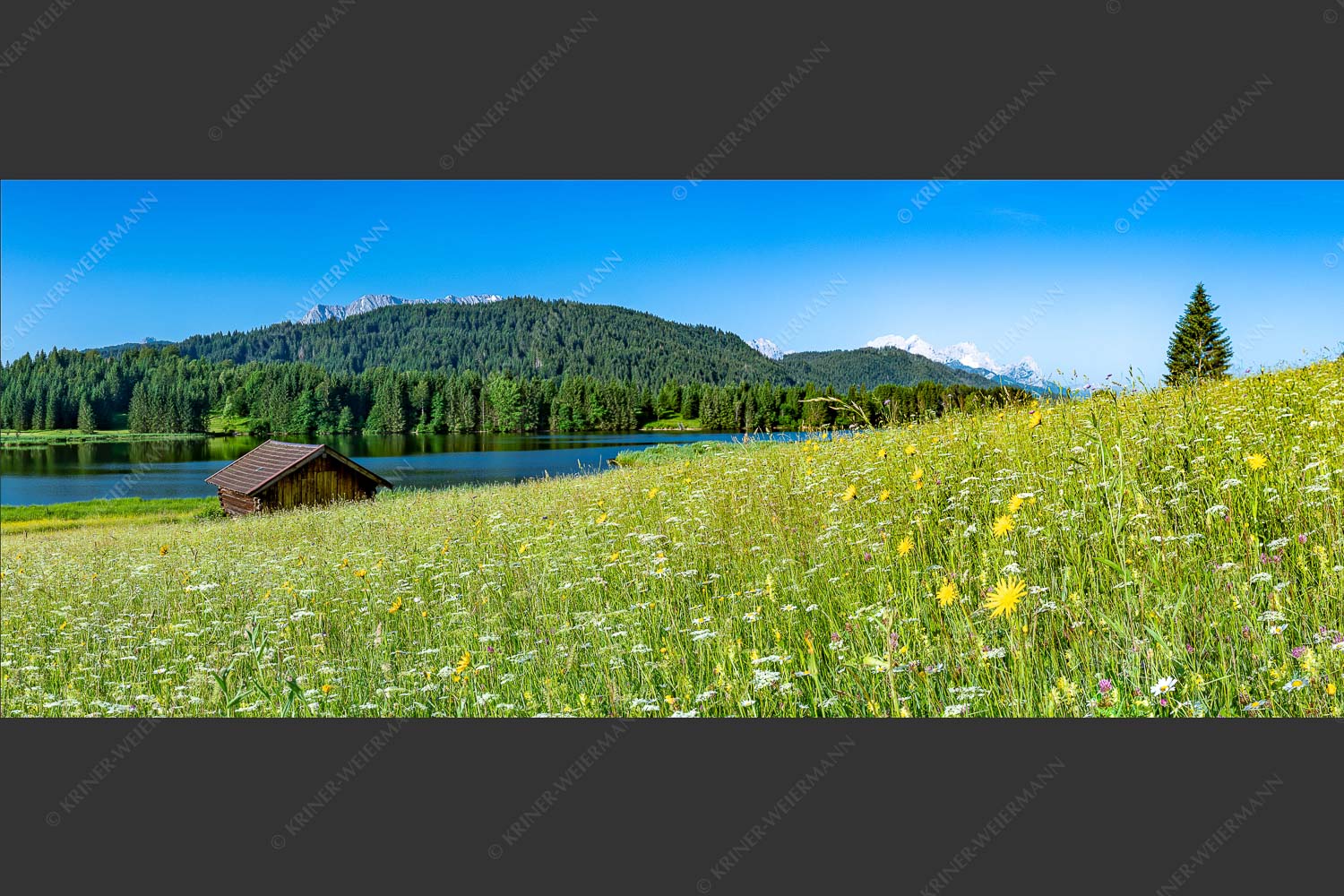Blick über Blumenwiese am Geroldsee zum Zugspitzmassiv im Wetterstein - Üppiges Wiesmahd 2,5:1  -- Blumenwiese am Geroldsee - mehr Infos bei www.Kriner-Weiermann.de
