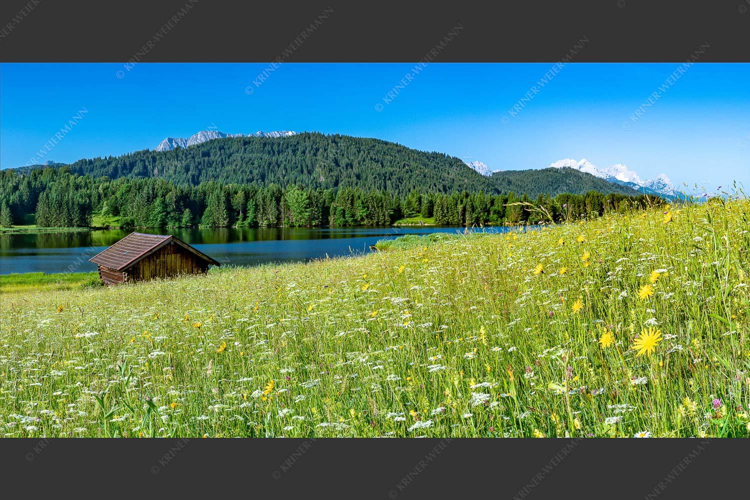 Blick über Blumenwiese am Geroldsee zum Zugspitzmassiv im Wetterstein - Üppiges Wiesmahd 2:1  -- Blumenwiese am Geroldsee - mehr Infos bei www.Kriner-Weiermann.de