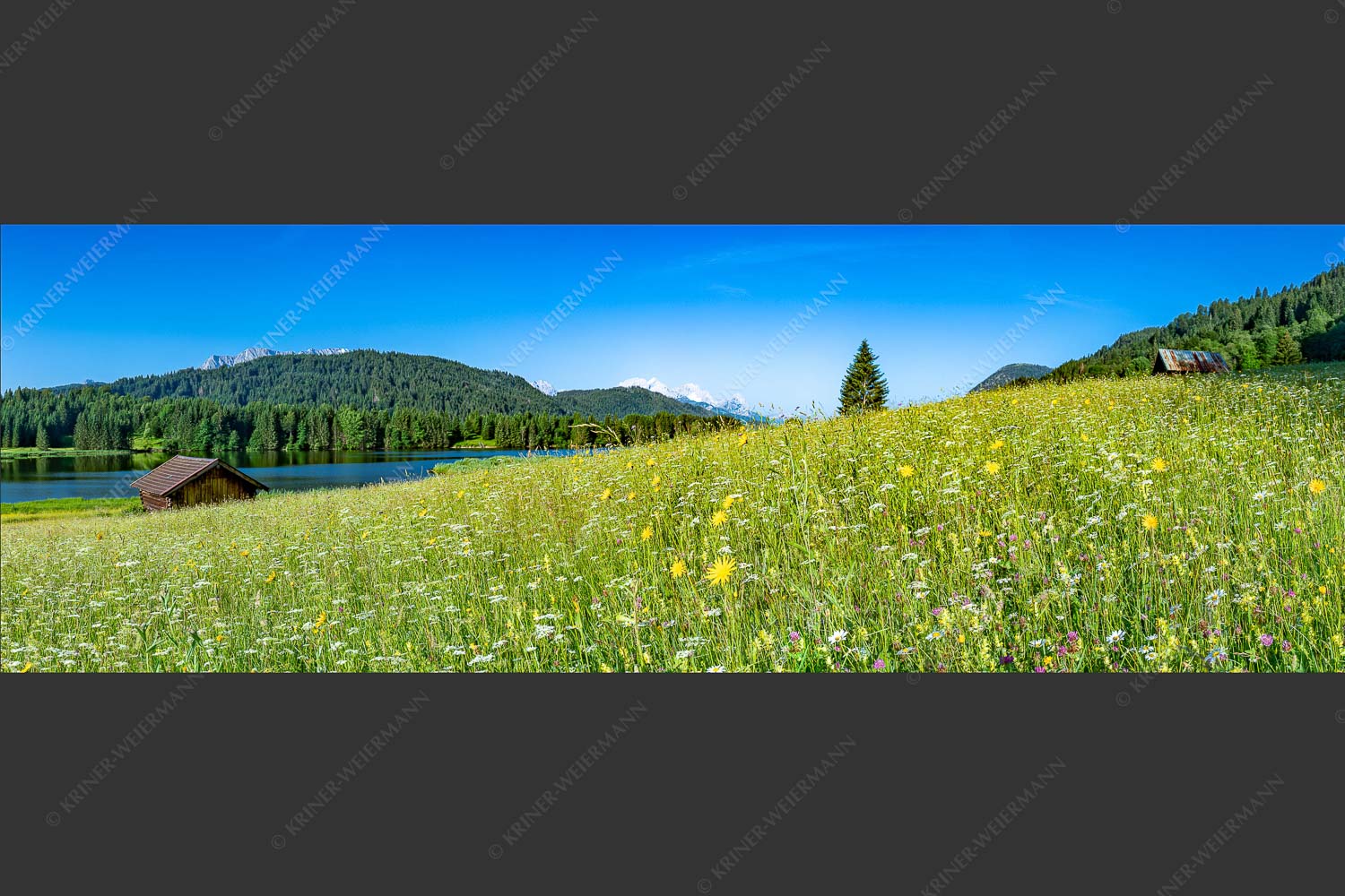 Blick über Blumenwiese am Geroldsee zum Zugspitzmassiv im Wetterstein - Üppiges Wiesmahd 3:1  -- Blumenwiese am Geroldsee - mehr Infos bei www.Kriner-Weiermann.de