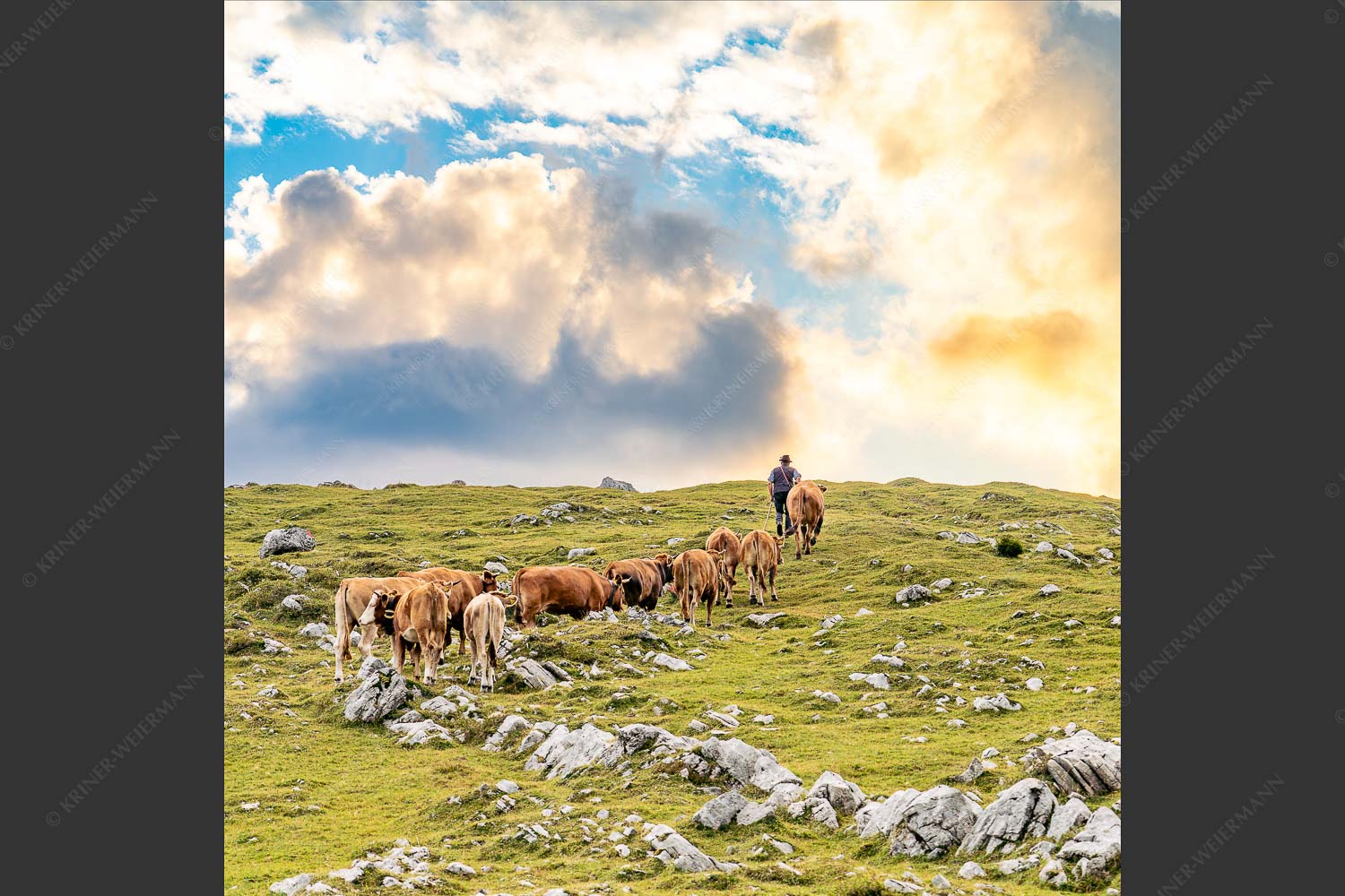 Hirte mit Jungvieh auf der Kuhalm im Estergebirge - Umidreim 1:1  -- Hirte mit Kälbern auf der Alm - mehr Infos bei www.Kriner-Weiermann.de