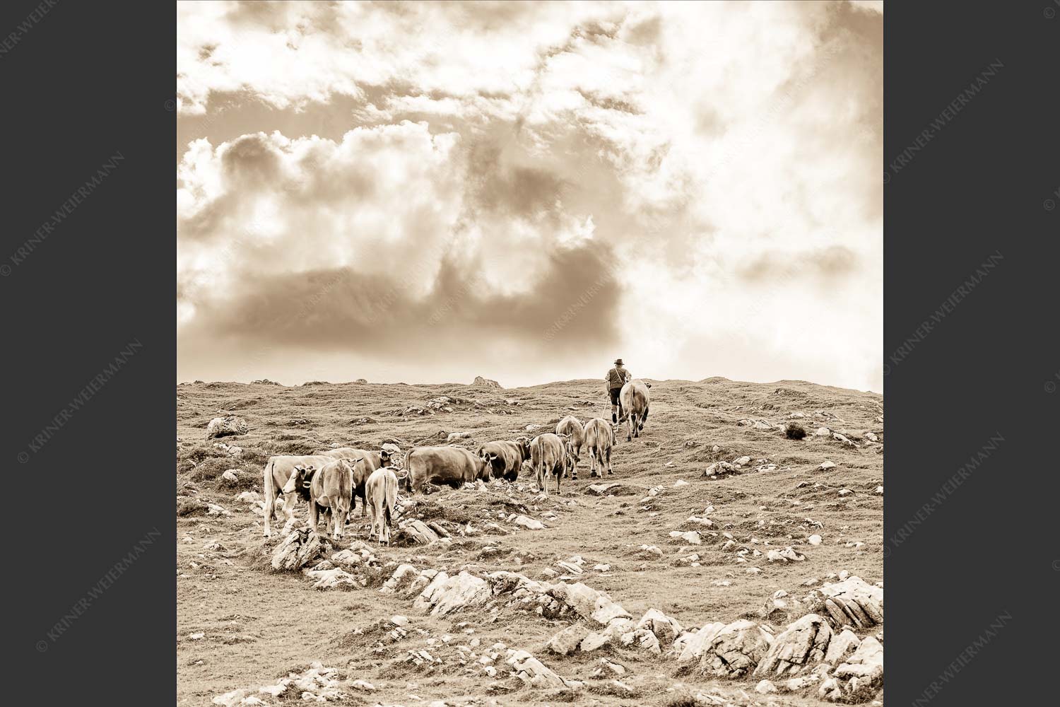 Hirte mit Jungvieh auf der Kuhalm im Estergebirge - Umidreim 1:1 sepia -- Hirte mit Kälbern auf der Alm - mehr Infos bei www.Kriner-Weiermann.de