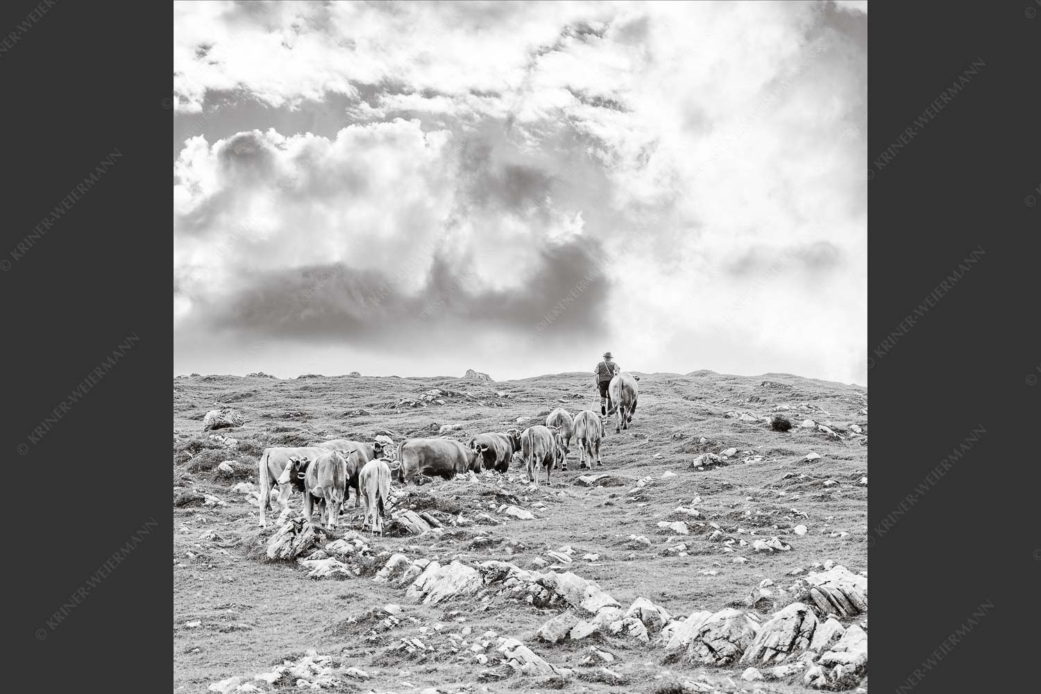 Hirte mit Jungvieh auf der Kuhalm im Estergebirge - Umidreim 1:1 sw -- Hirte mit Kälbern auf der Alm - mehr Infos bei www.Kriner-Weiermann.de
