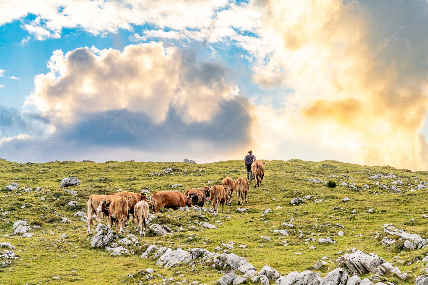 Hirte mit Jungvieh auf der Kuhalm im Estergebirge - Umidreim 3:2  -- Hirte mit Kälbern auf der Alm - mehr Infos bei www.Kriner-Weiermann.de