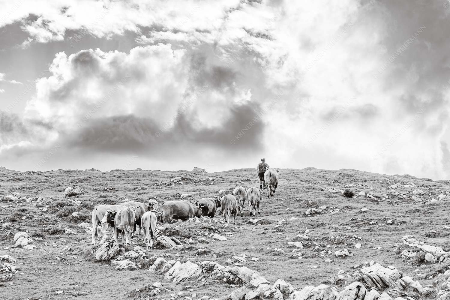 Hirte mit Jungvieh auf der Kuhalm im Estergebirge - Umidreim 3:2 sw -- Hirte mit Kälbern auf der Alm - mehr Infos bei www.Kriner-Weiermann.de