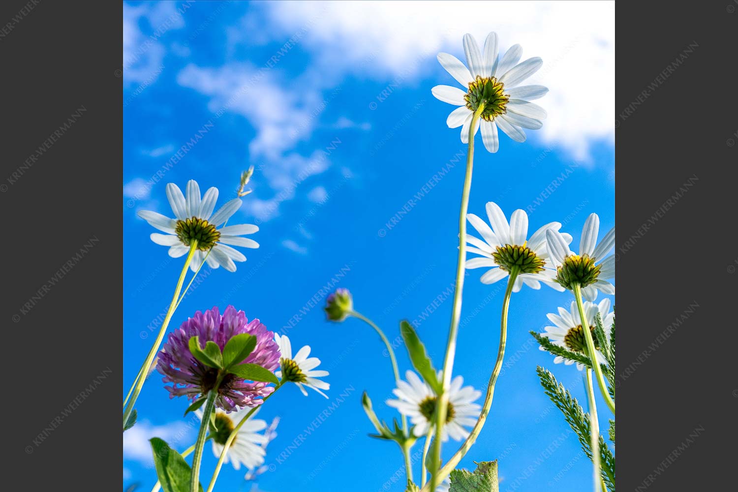 Unteransicht einer Blumenwiese mit Margariten - Von unten auch schön 1:1  -- Margariten Blumen - mehr Infos bei www.Kriner-Weiermann.de