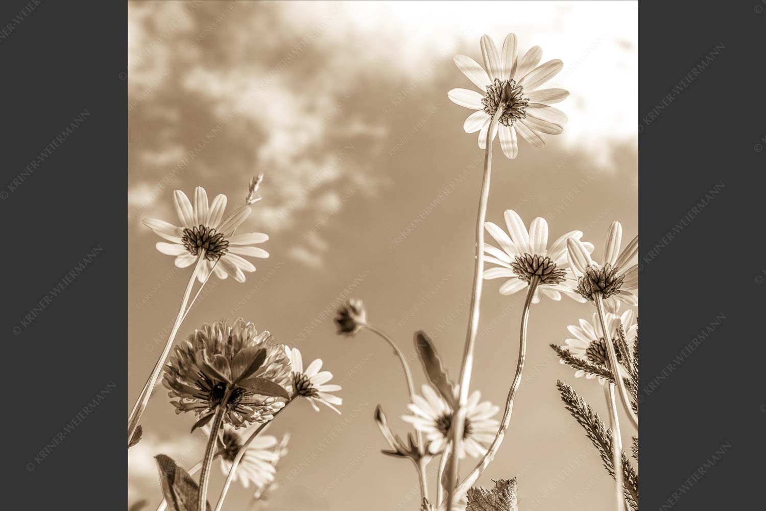 Unteransicht einer Blumenwiese mit Margariten - Von unten auch schön 1:1 sepia -- Margariten Blumen - mehr Infos bei www.Kriner-Weiermann.de