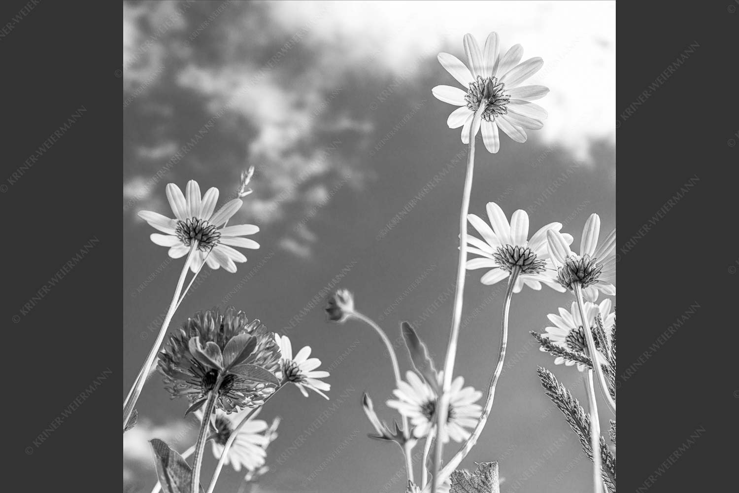 Unteransicht einer Blumenwiese mit Margariten - Von unten auch schön 1:1 sw -- Margariten Blumen - mehr Infos bei www.Kriner-Weiermann.de