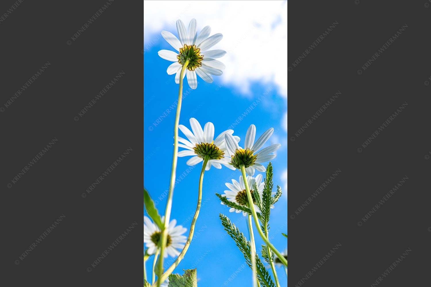 Unteransicht einer Blumenwiese mit Margariten - Von unten auch schön 1:2  -- Margariten Blumen - mehr Infos bei www.Kriner-Weiermann.de