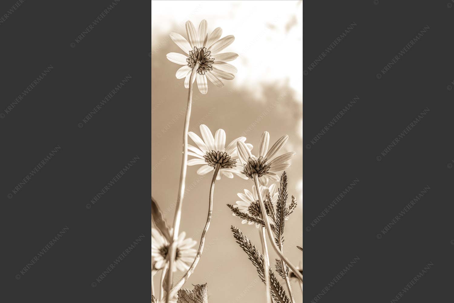 Unteransicht einer Blumenwiese mit Margariten - Von unten auch schön 1:2 sepia -- Margariten Blumen - mehr Infos bei www.Kriner-Weiermann.de
