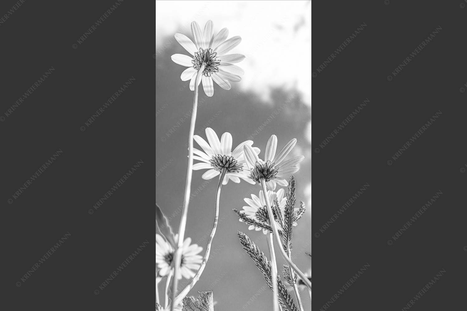 Unteransicht einer Blumenwiese mit Margariten - Von unten auch schön 1:2 sw -- Margariten Blumen - mehr Infos bei www.Kriner-Weiermann.de