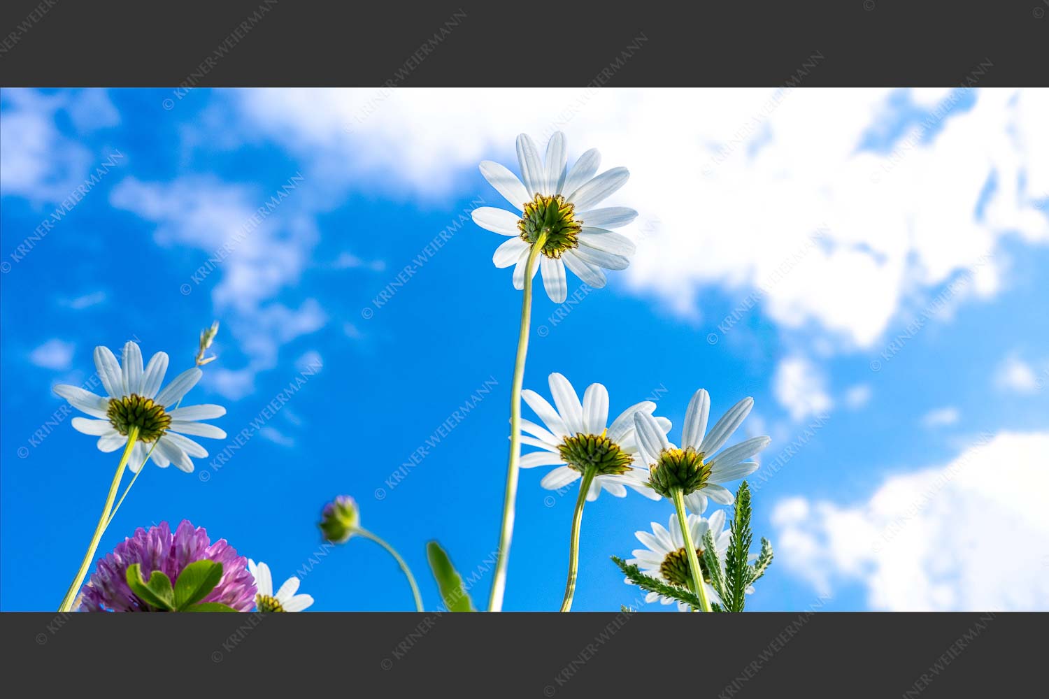 Unteransicht einer Blumenwiese mit Margariten - Von unten auch schön 2:1  -- Margariten Blumen - mehr Infos bei www.Kriner-Weiermann.de