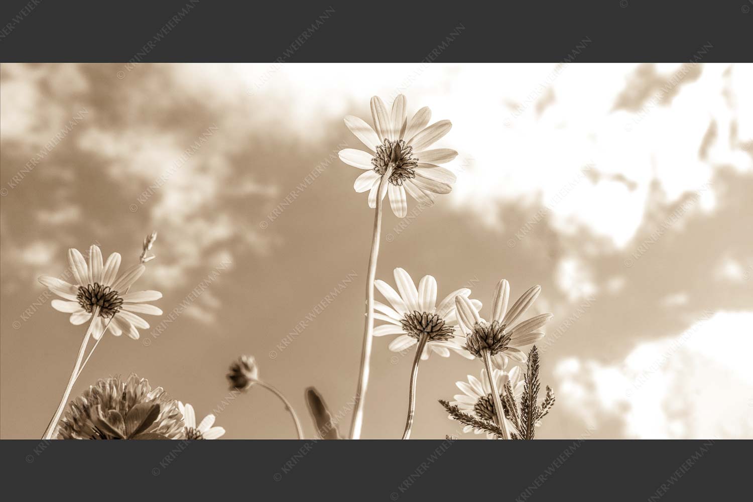 Unteransicht einer Blumenwiese mit Margariten - Von unten auch schön 2:1 sepia -- Margariten Blumen - mehr Infos bei www.Kriner-Weiermann.de