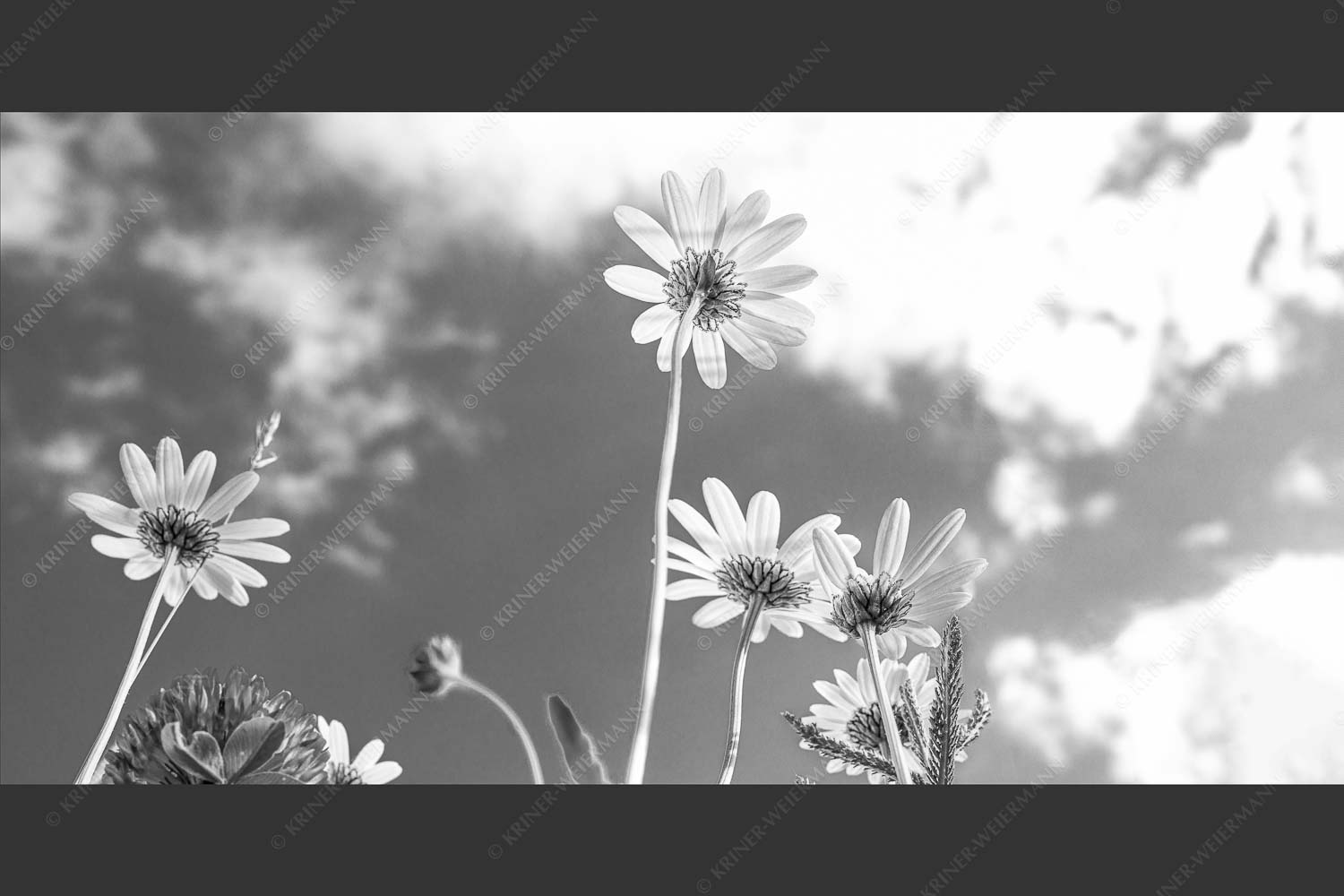 Unteransicht einer Blumenwiese mit Margariten - Von unten auch schön 2:1 sw -- Margariten Blumen - mehr Infos bei www.Kriner-Weiermann.de