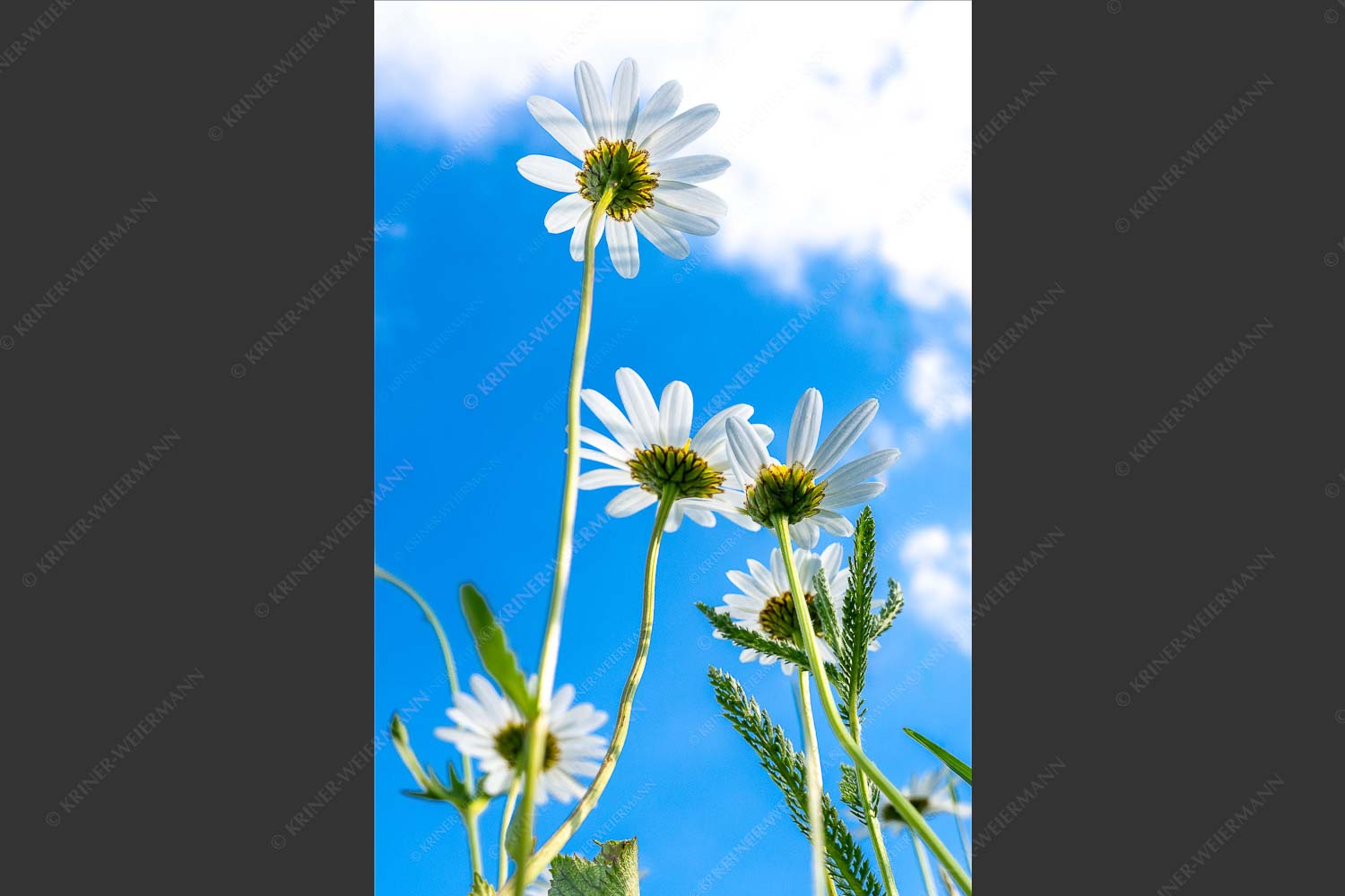 Unteransicht einer Blumenwiese mit Margariten - Von unten auch schön 2:3  -- Margariten Blumen - mehr Infos bei www.Kriner-Weiermann.de