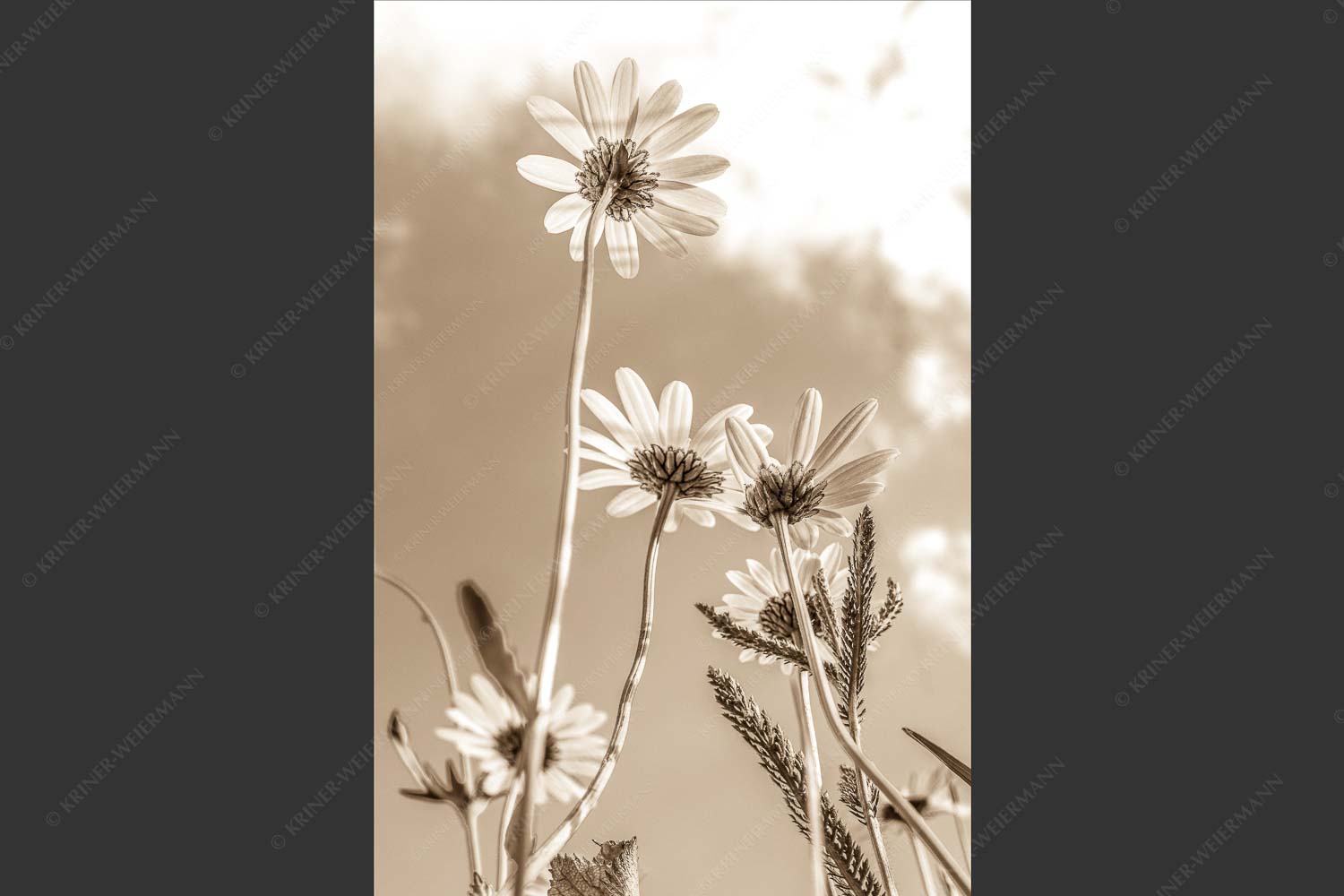 Unteransicht einer Blumenwiese mit Margariten - Von unten auch schön 2:3 sepia -- Margariten Blumen - mehr Infos bei www.Kriner-Weiermann.de