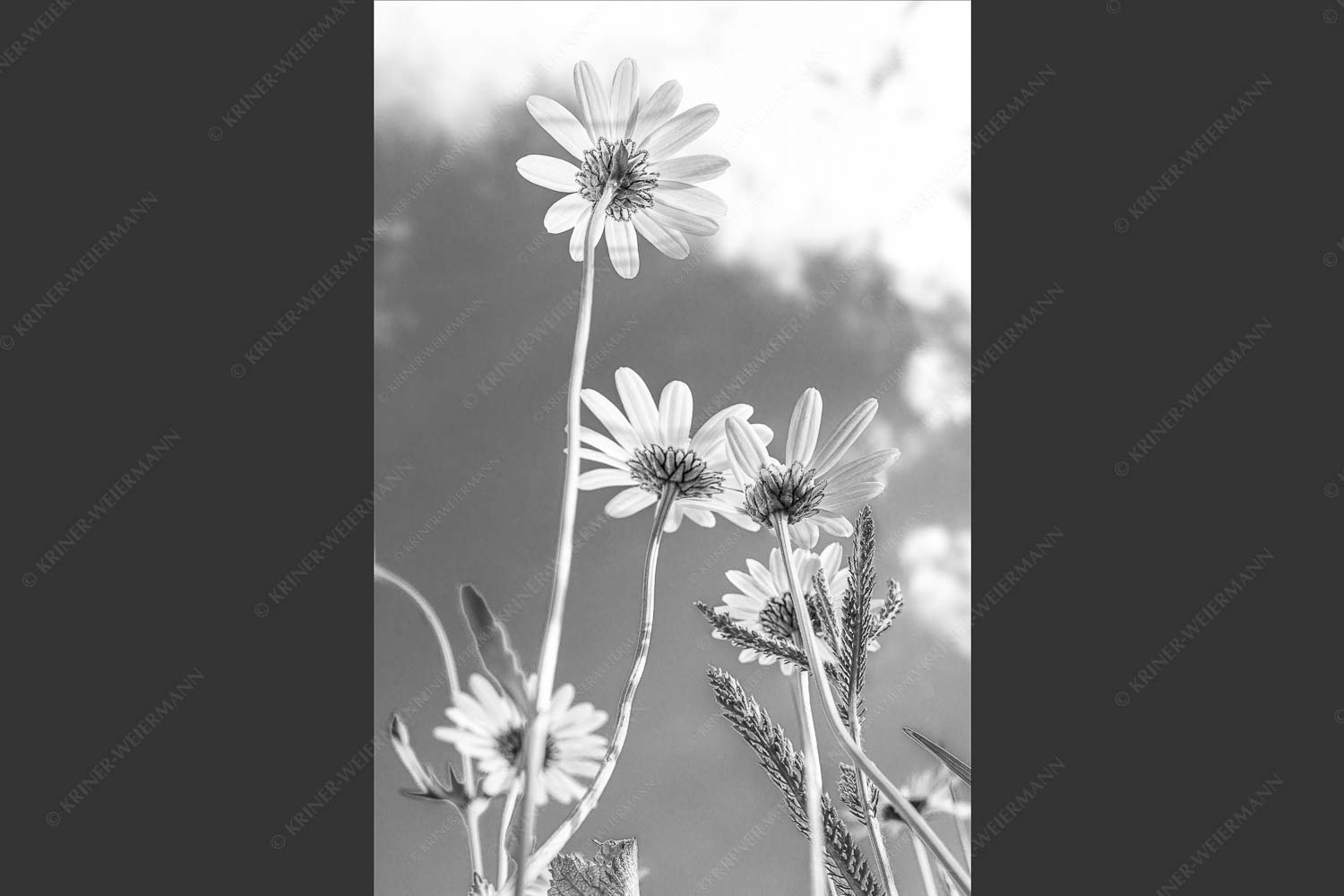 Unteransicht einer Blumenwiese mit Margariten - Von unten auch schön 2:3 sw -- Margariten Blumen - mehr Infos bei www.Kriner-Weiermann.de