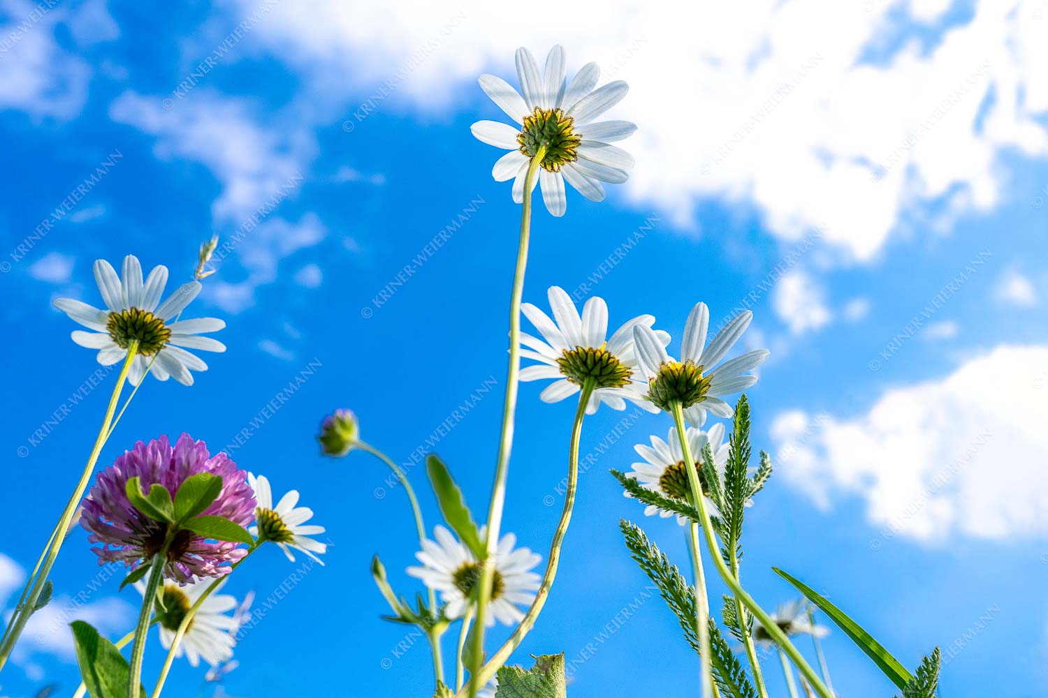 Unteransicht einer Blumenwiese mit Margariten - Von unten auch schön 3:2  -- Margariten Blumen - mehr Infos bei www.Kriner-Weiermann.de