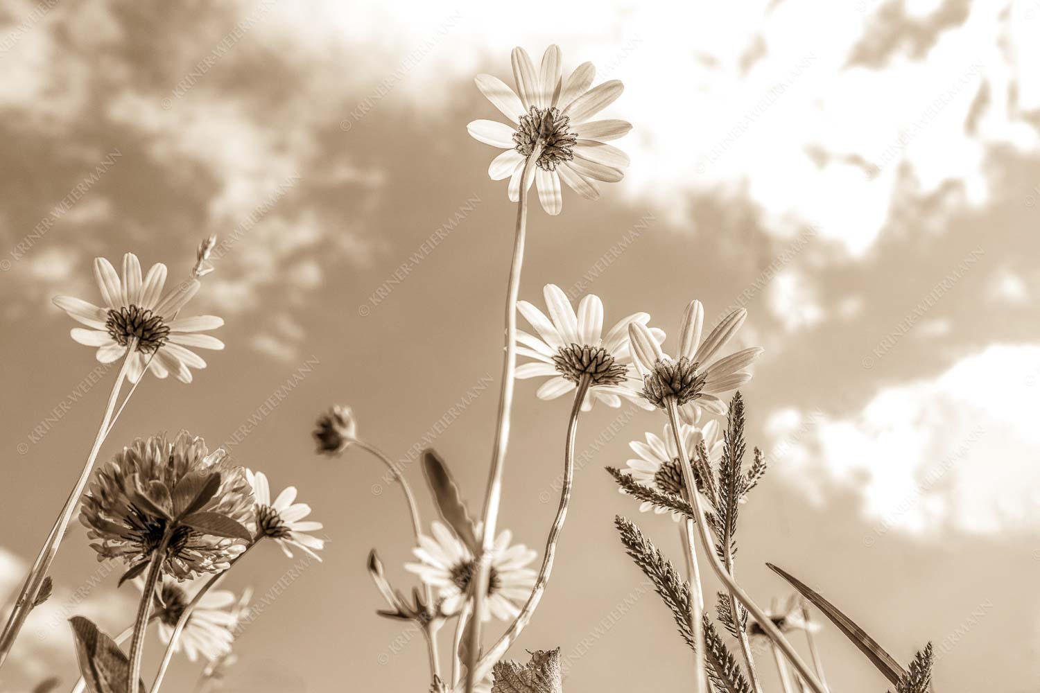 Unteransicht einer Blumenwiese mit Margariten - Von unten auch schön 3:2 sepia -- Margariten Blumen - mehr Infos bei www.Kriner-Weiermann.de
